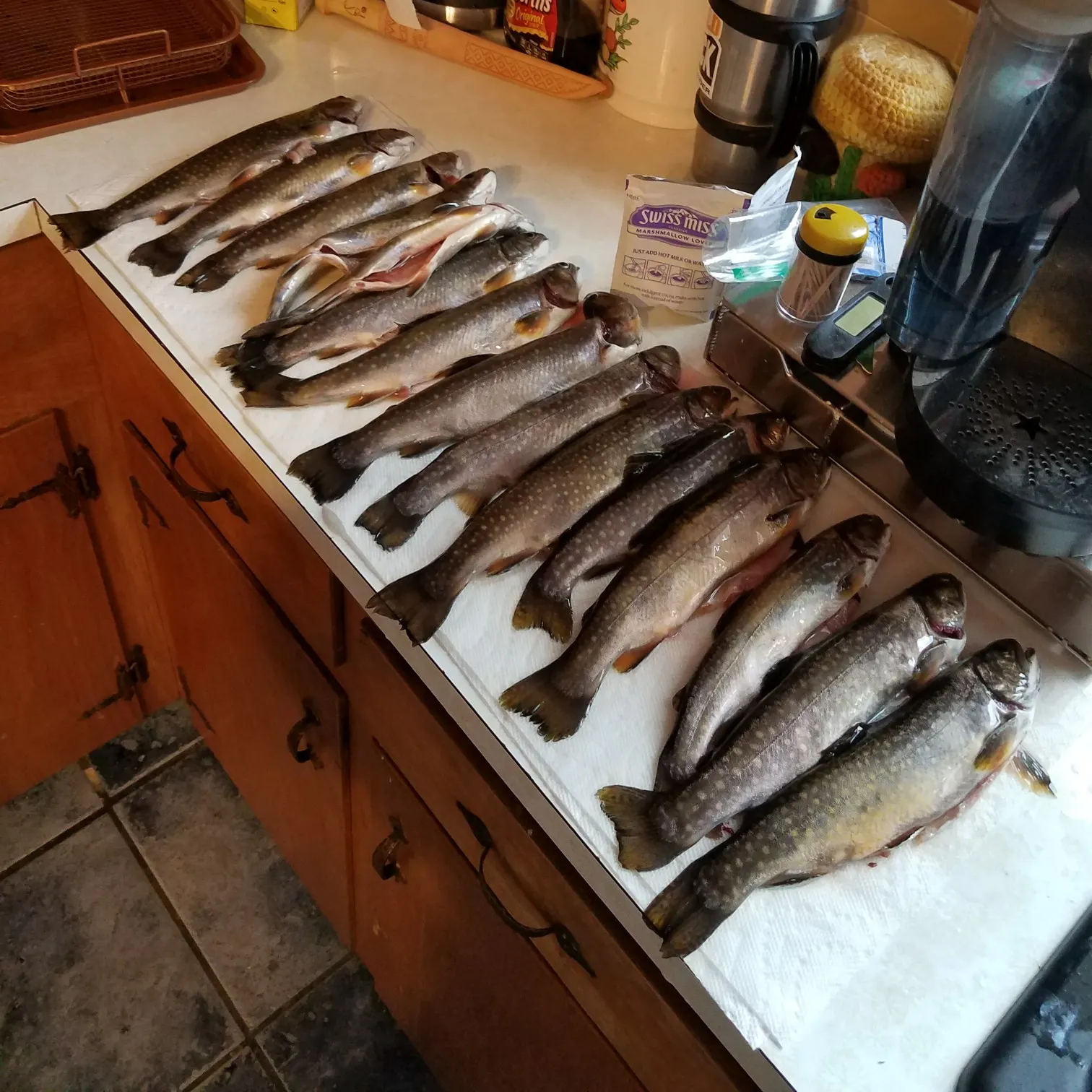 recently logged catches