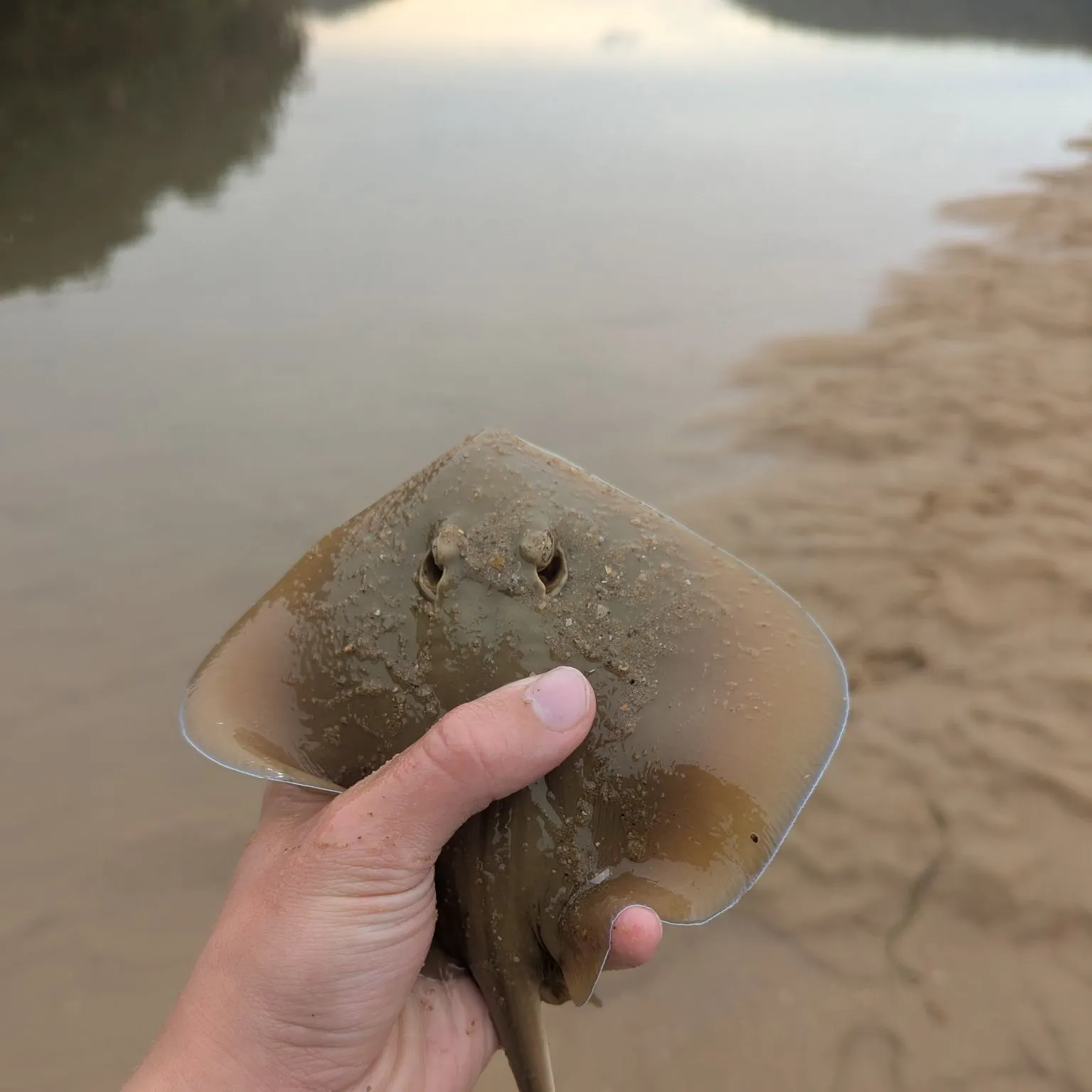 The most recent Common stingaree catches on Fishbrain