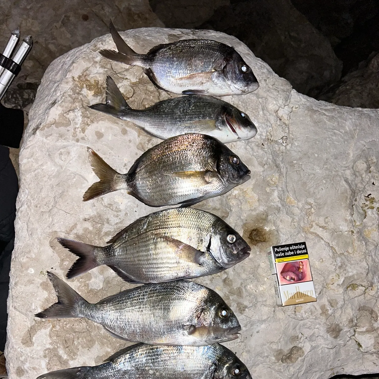recently logged catches