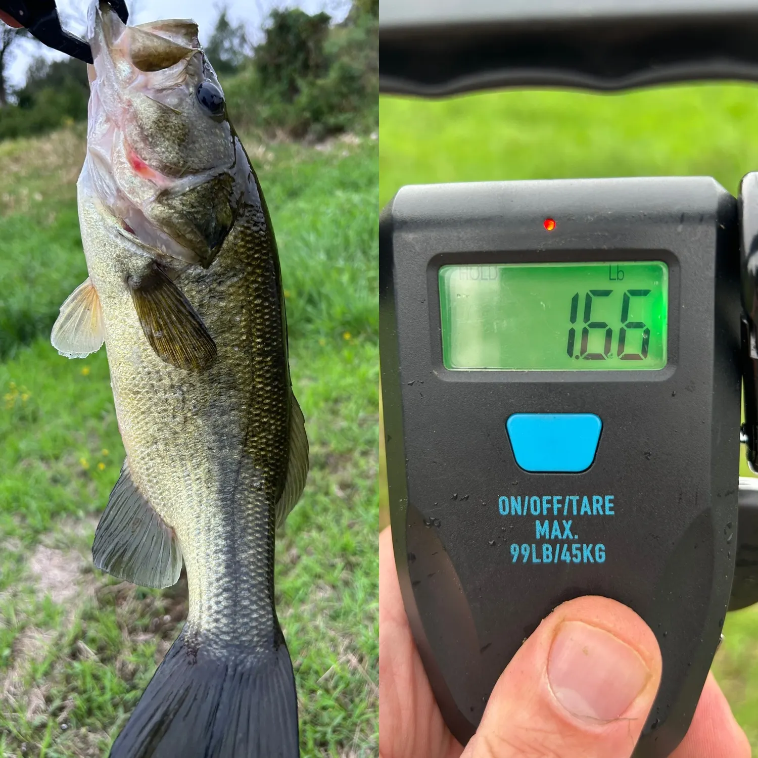 Largemouth bass caught on Fishbrain