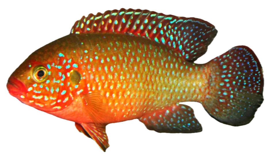 African Jewelfish