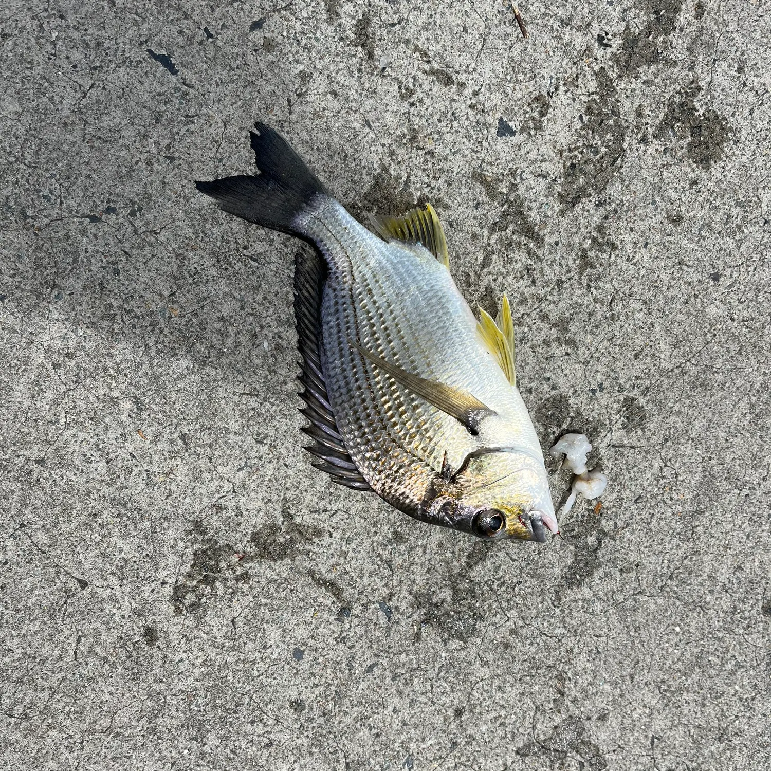 Surf bream caught on Fishbrain