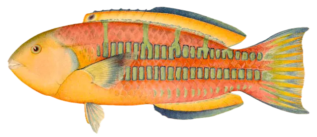Surge wrasse