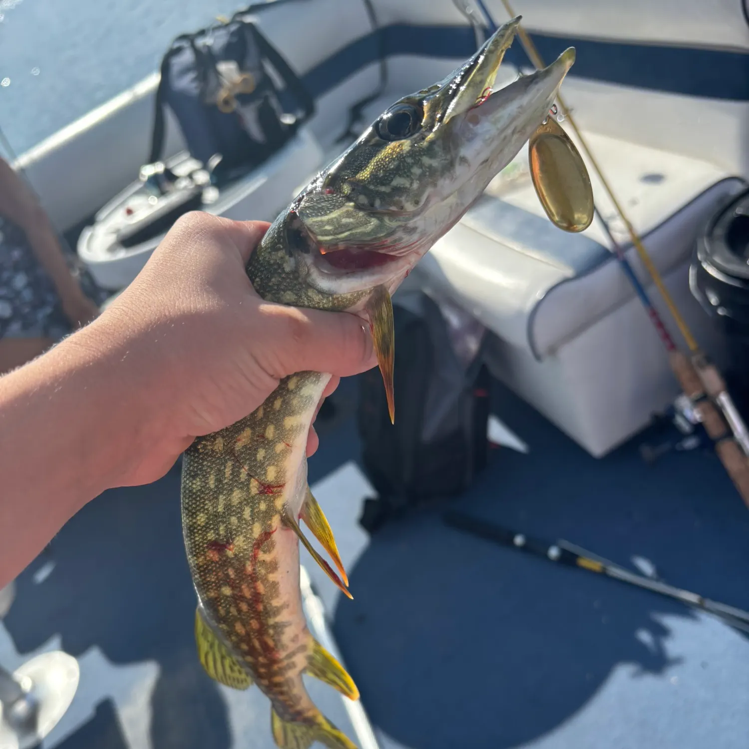Northern pike caught on Fishbrain