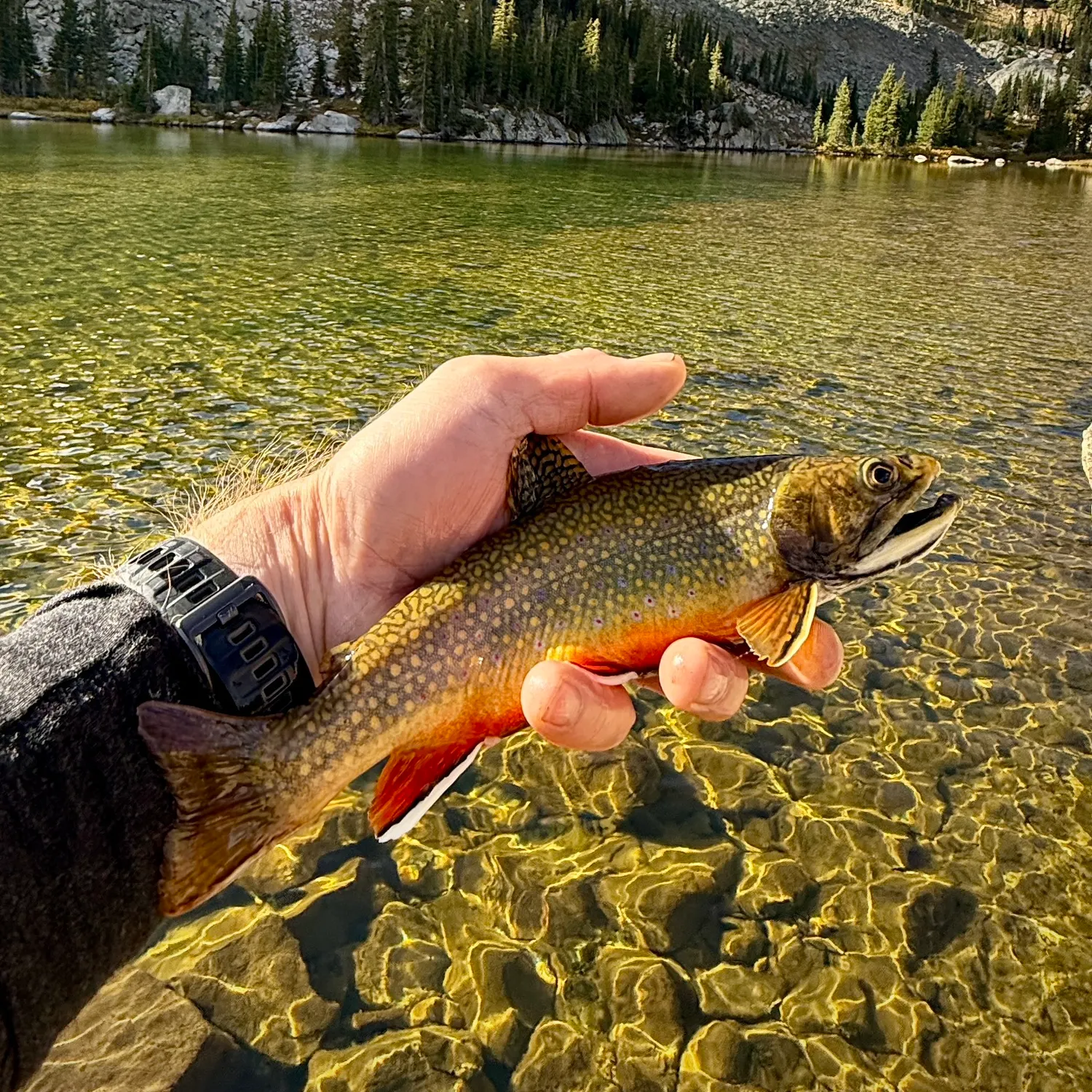 Brook trout caught on Fishbrain