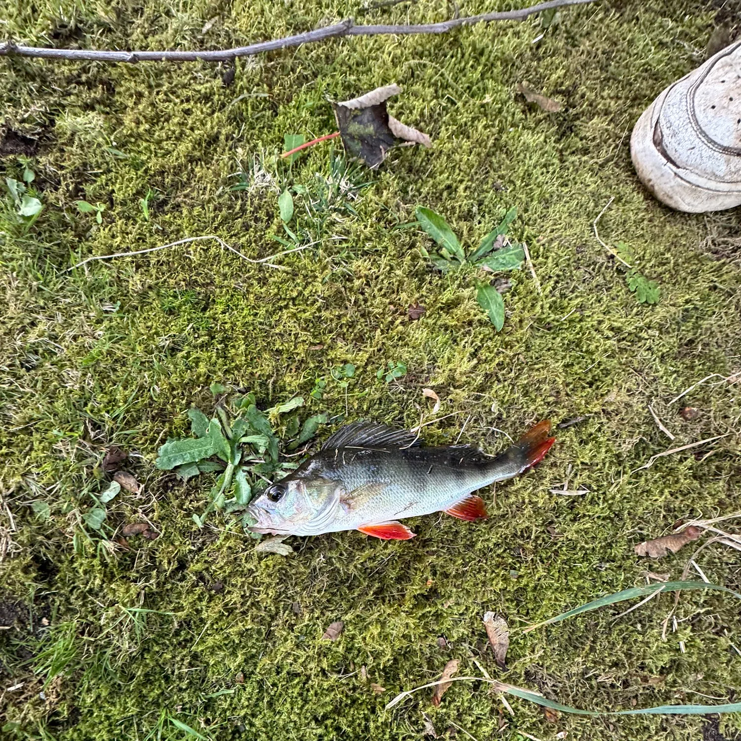 Fish caught on Fishbrain