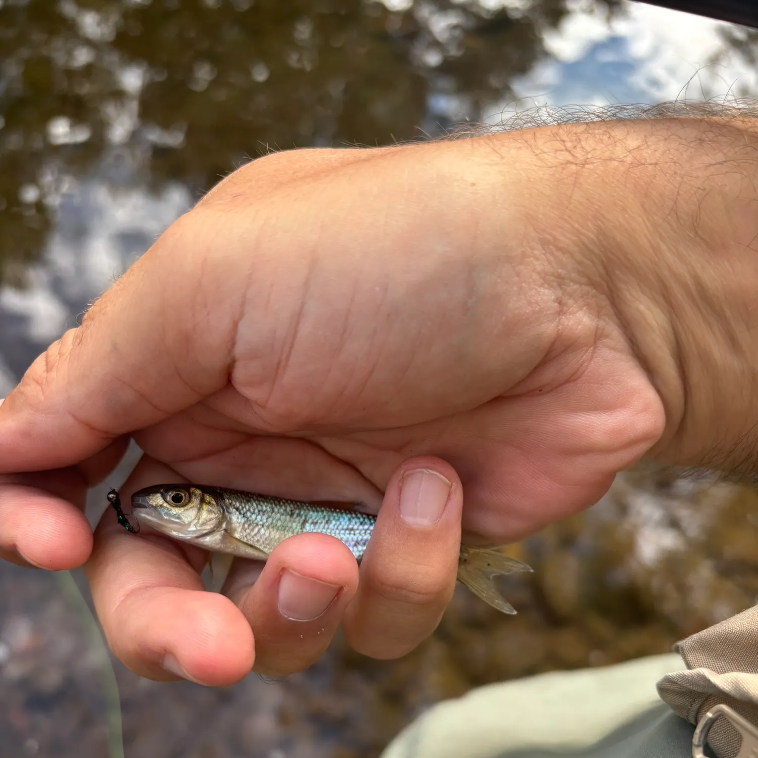 Fallfish caught on Fishbrain