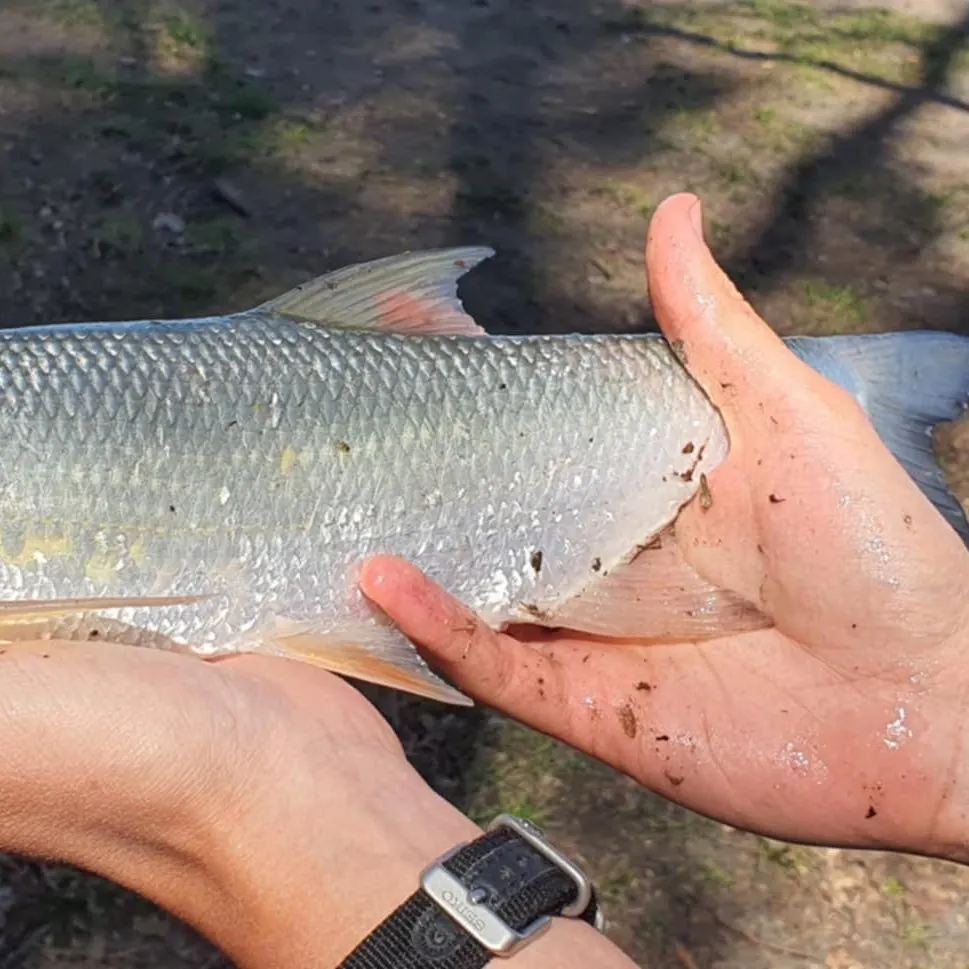 The most recent Asp catches on Fishbrain