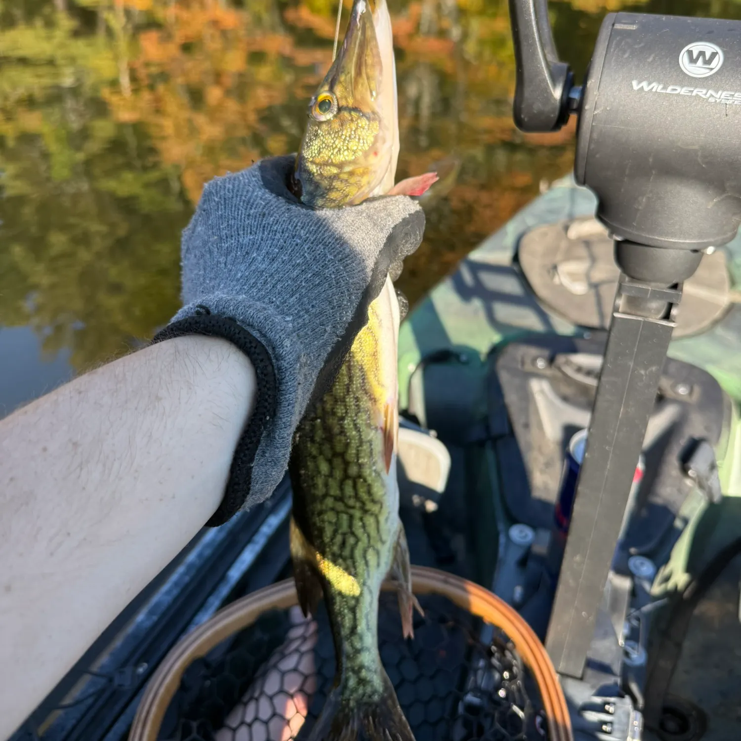Chain pickerel caught on Fishbrain
