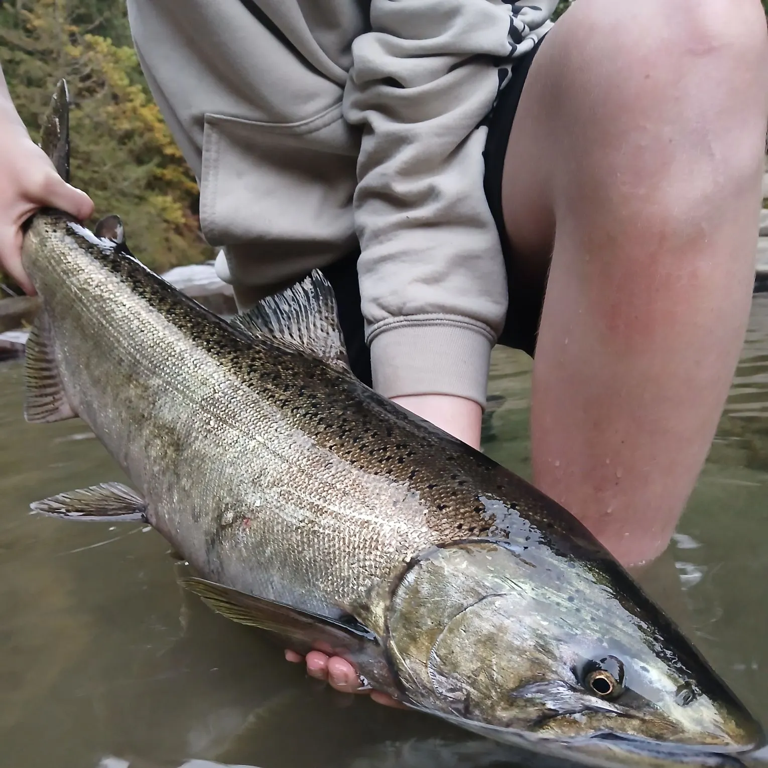 Chinook salmon caught on Fishbrain