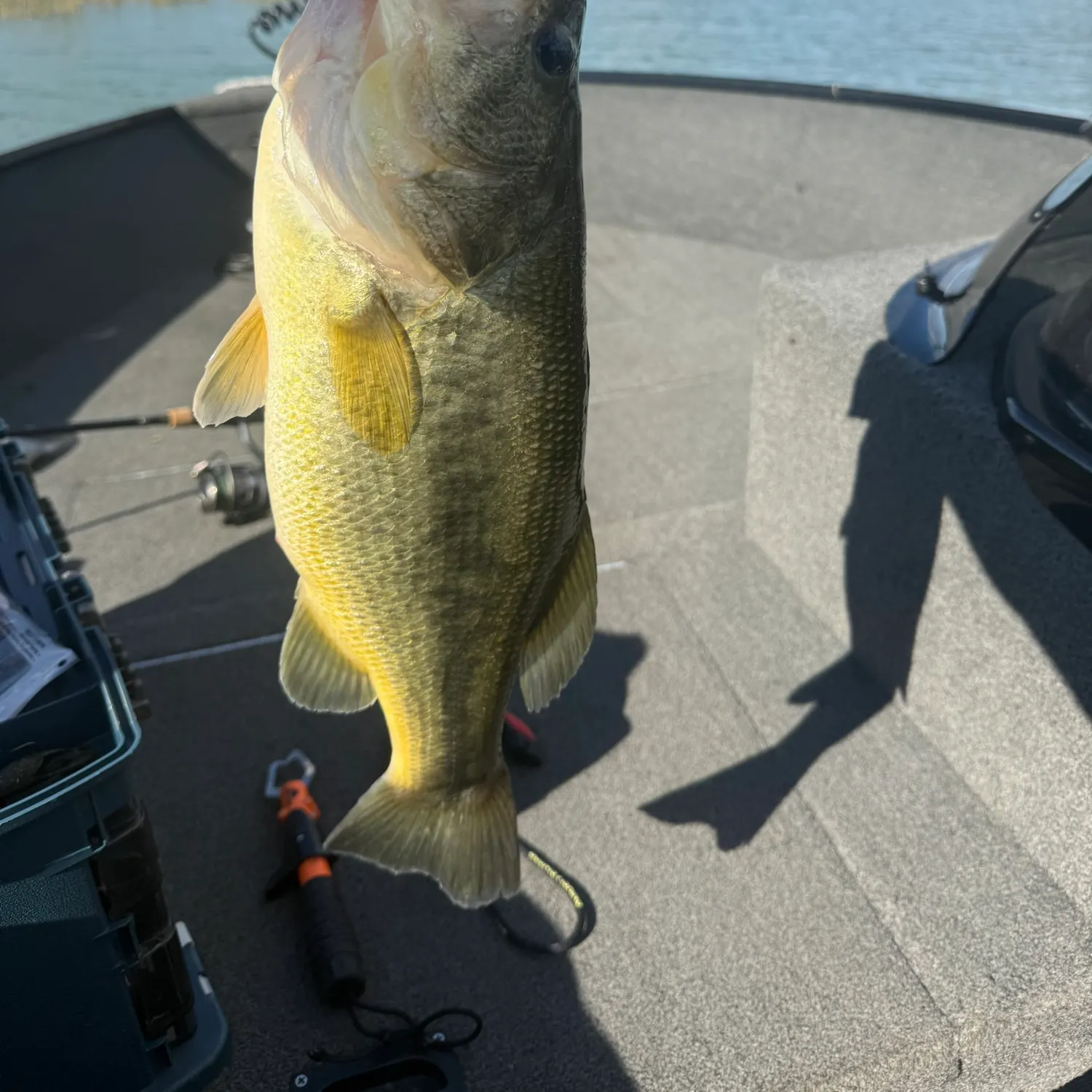 Fish caught on Fishbrain