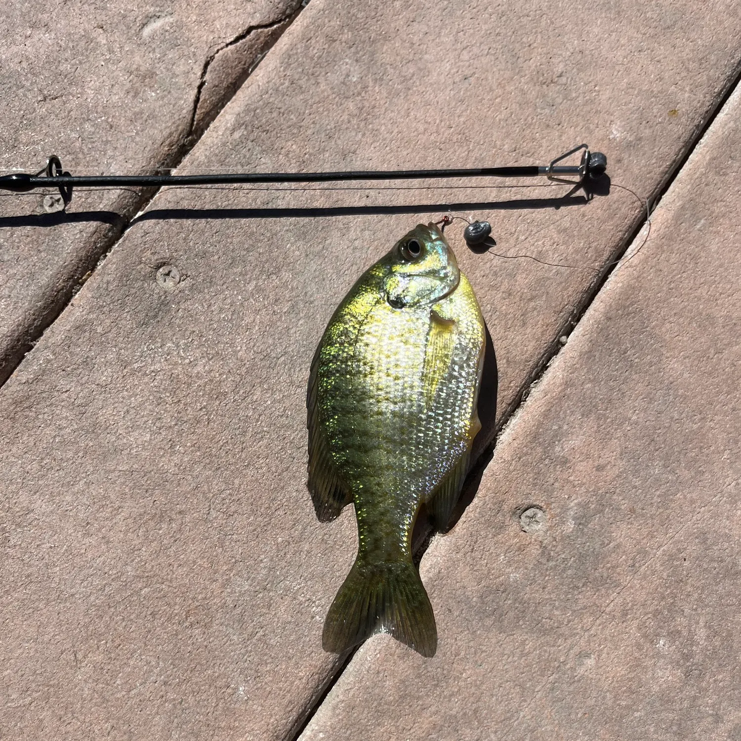 The most recent American shad catches on Fishbrain