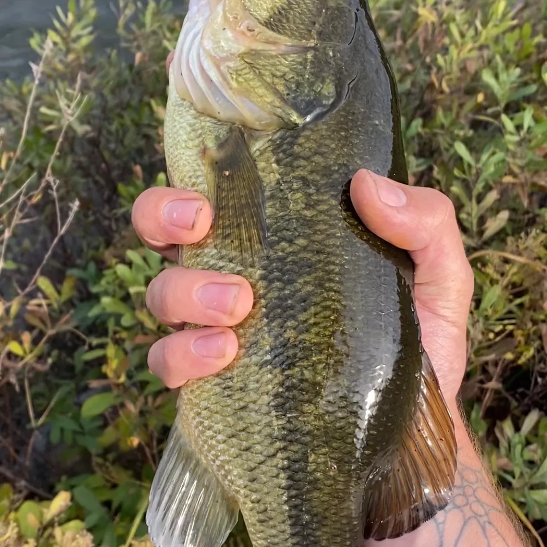 Largemouth bass caught on Fishbrain