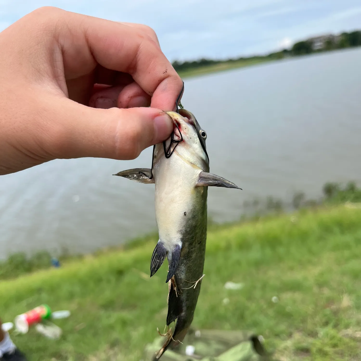 The most recent Black bullhead catches on Fishbrain
