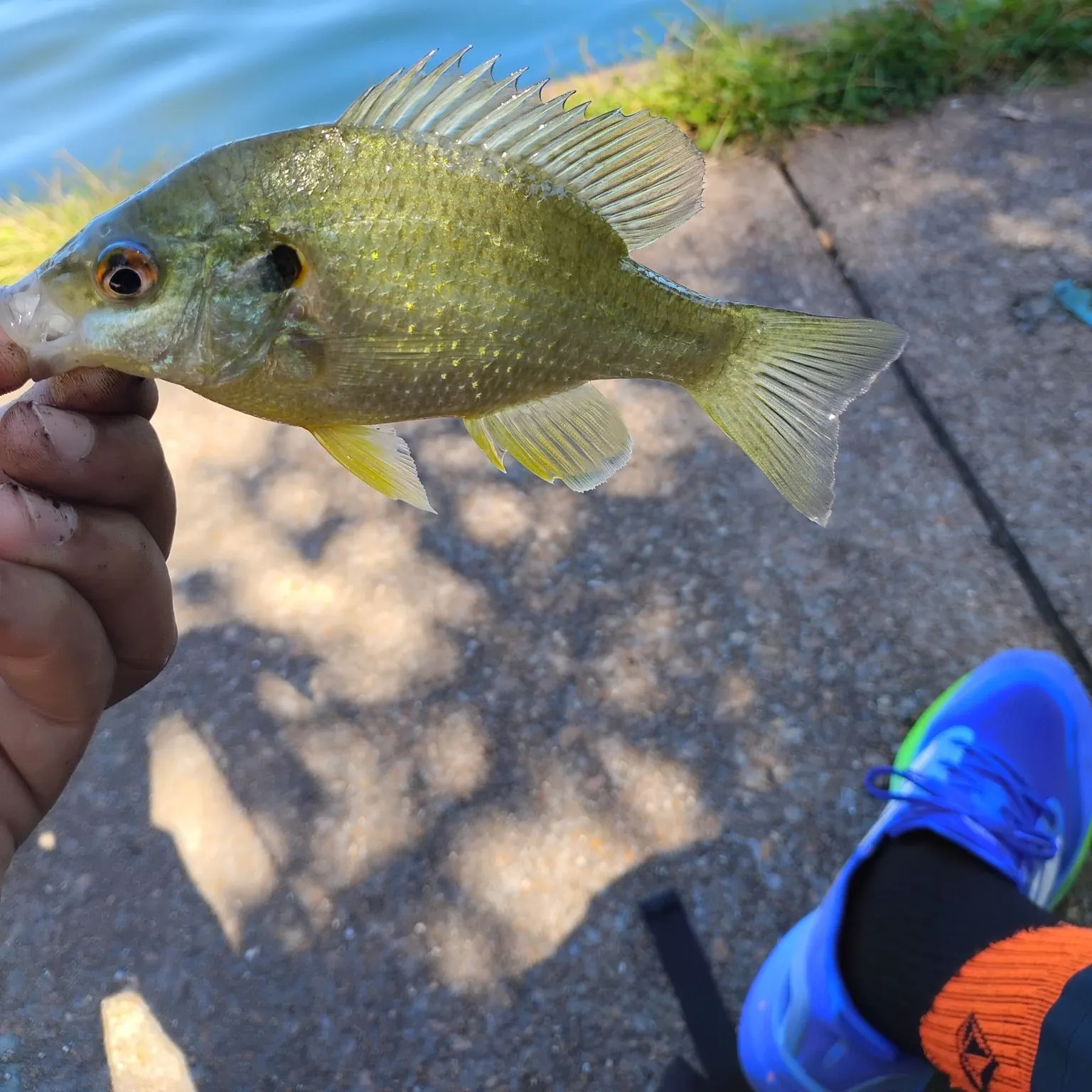 Redear sunfish caught on Fishbrain