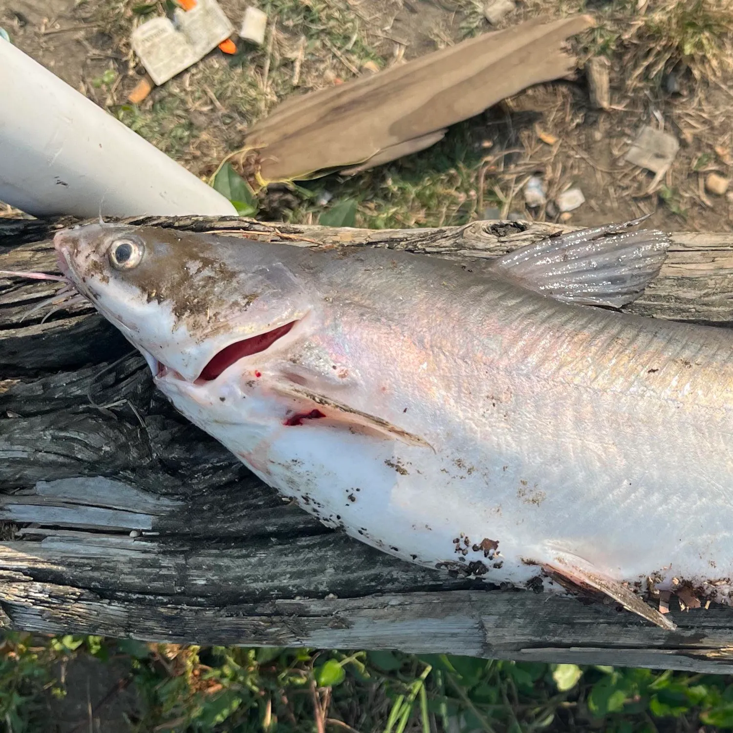 Blue catfish caught on Fishbrain