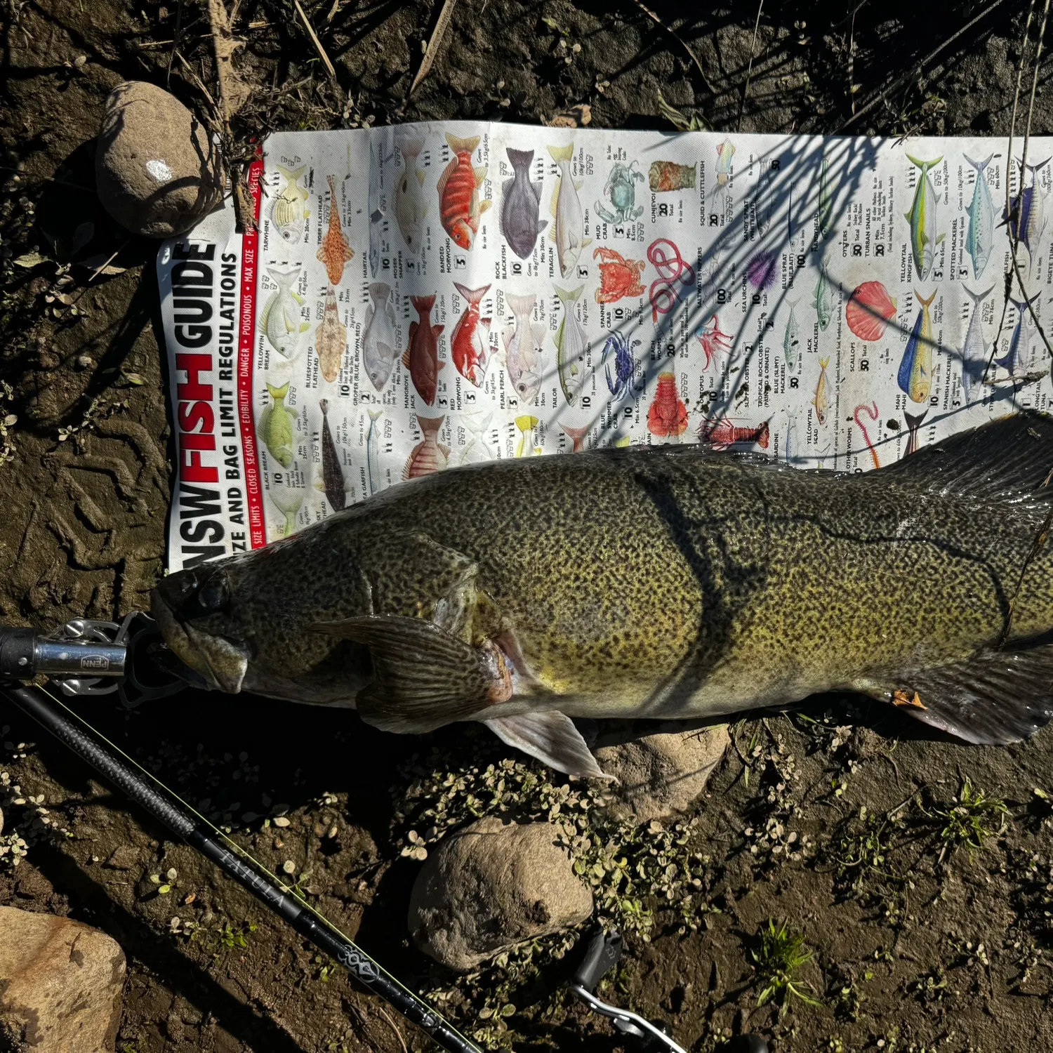 The most recent Murray cod catches on Fishbrain