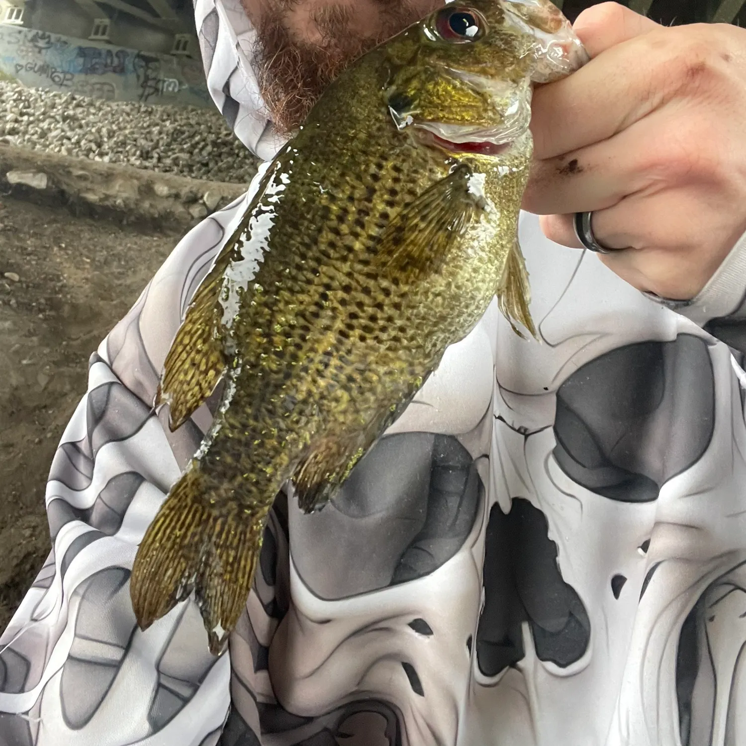 Rock bass caught on Fishbrain