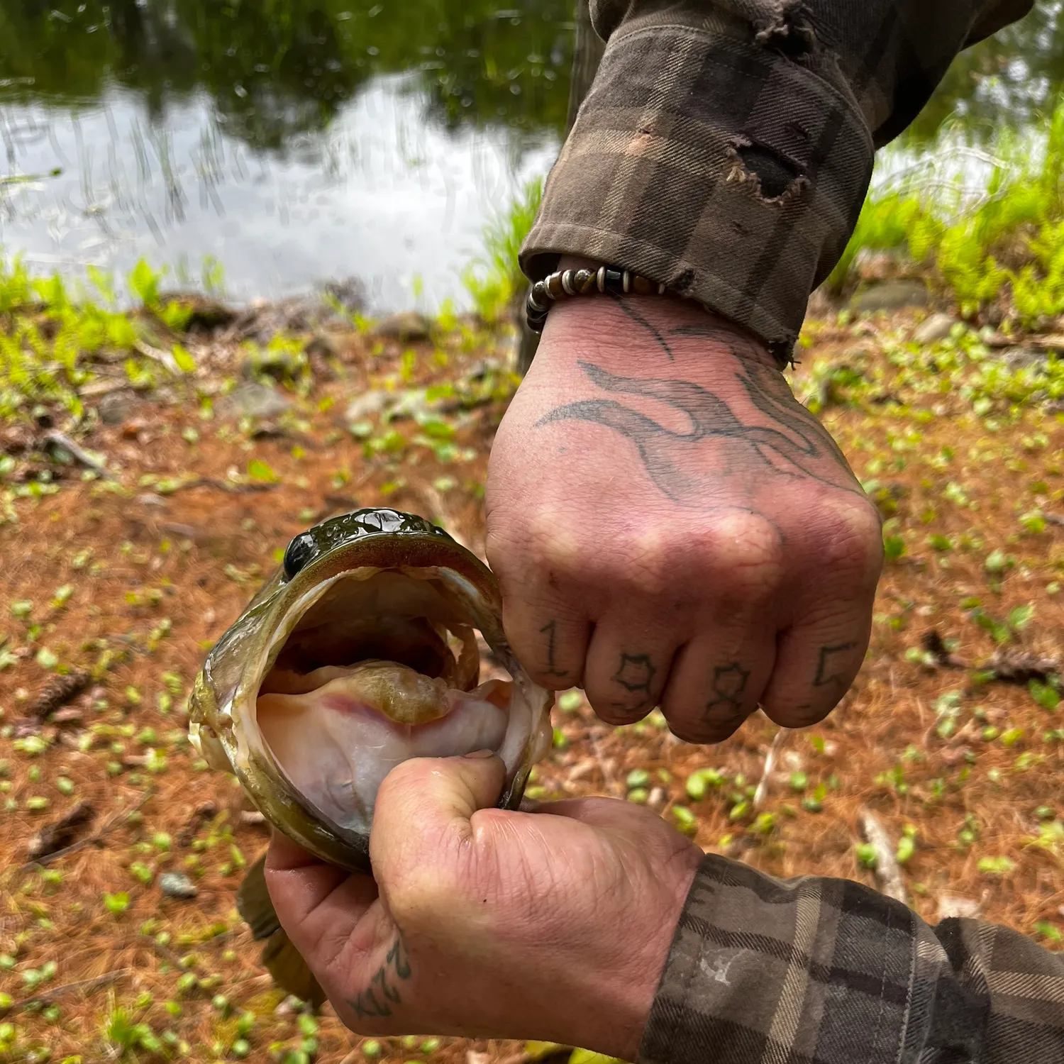 Fish caught on Fishbrain