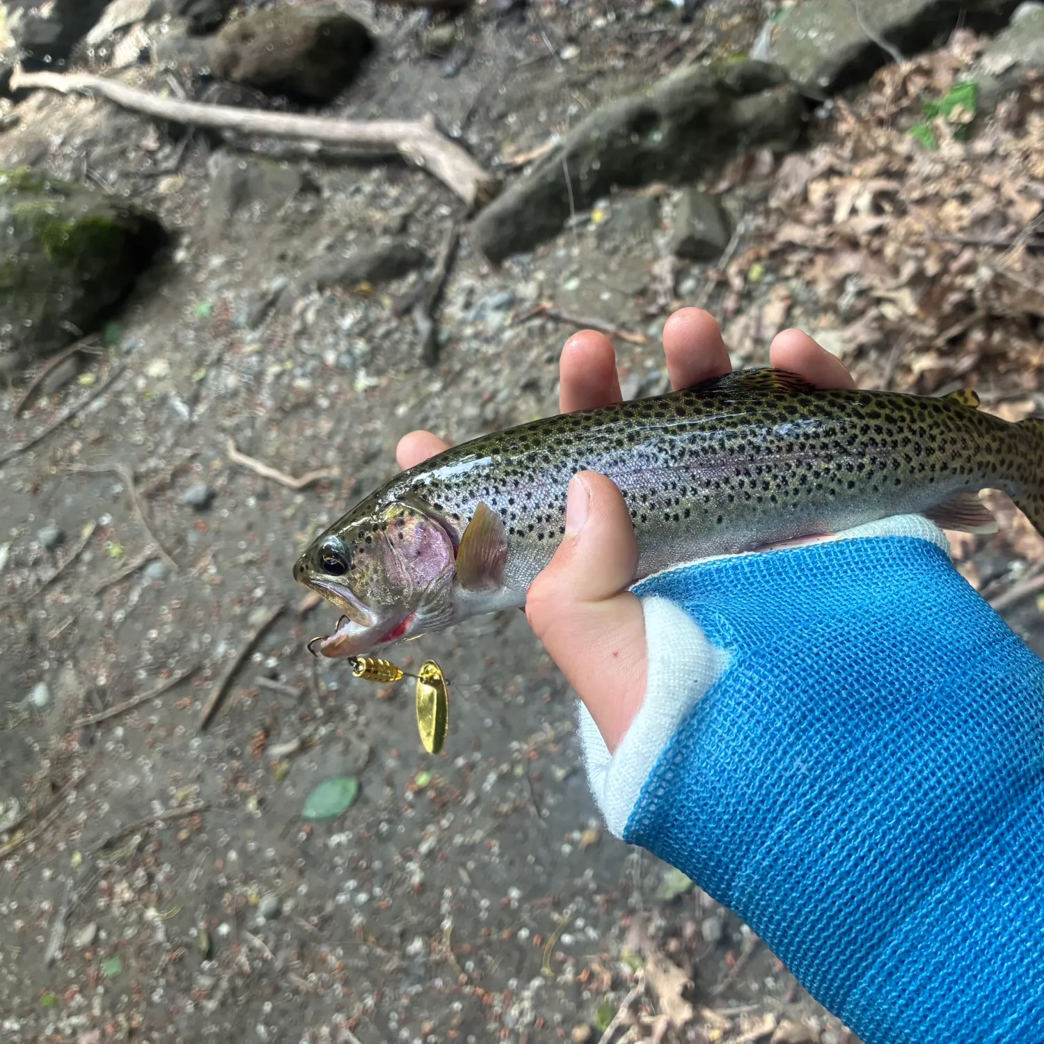 The most recent Cutbow catches on Fishbrain