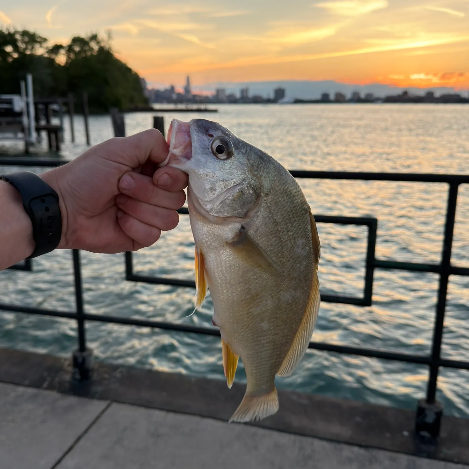 catch
