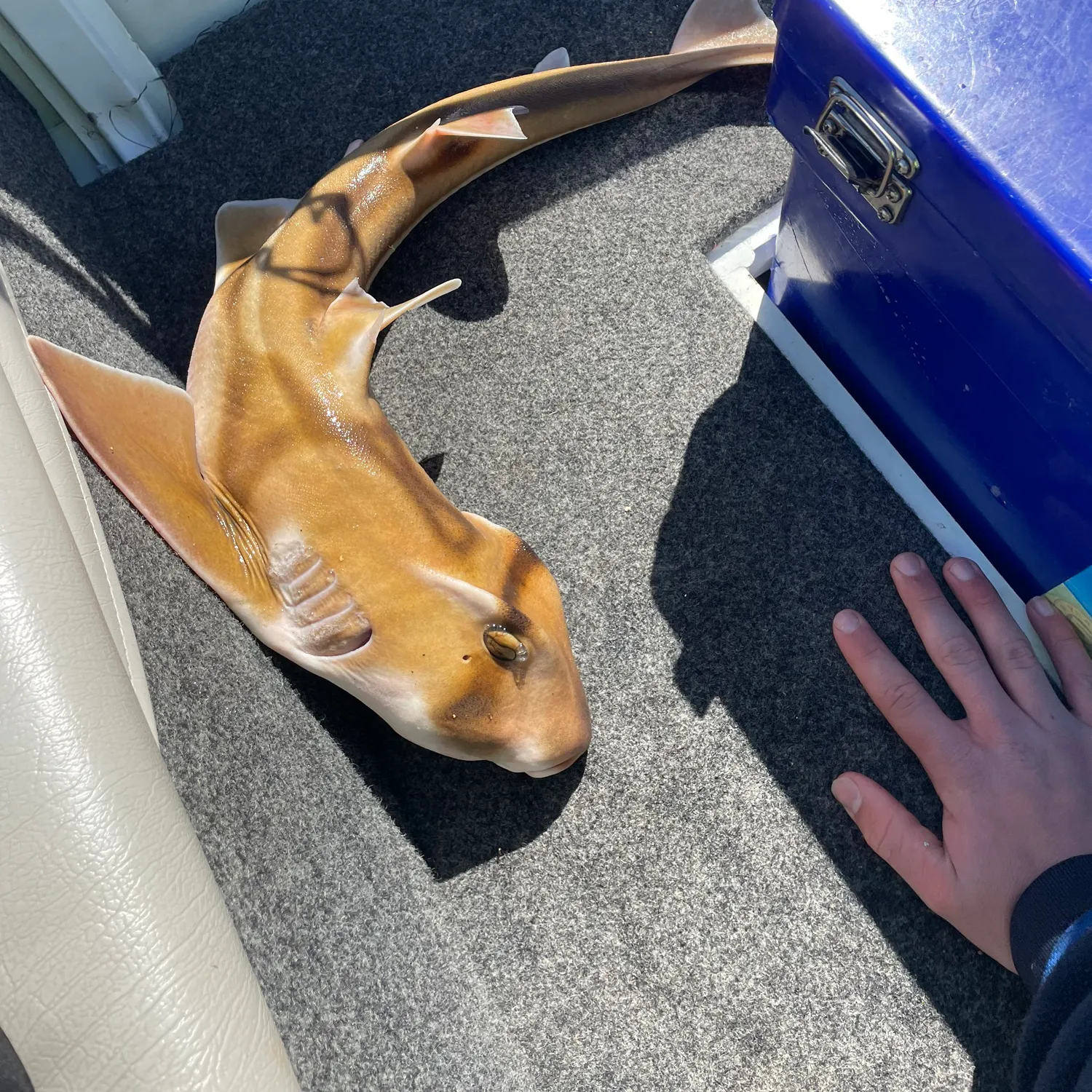 The most recent Port Jackson shark catches on Fishbrain