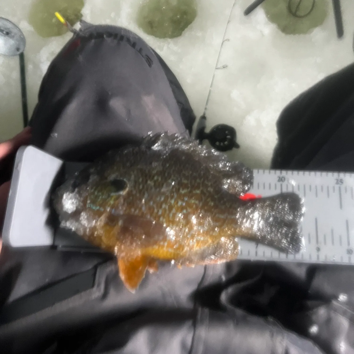 The most recent Green sunfish catches on Fishbrain