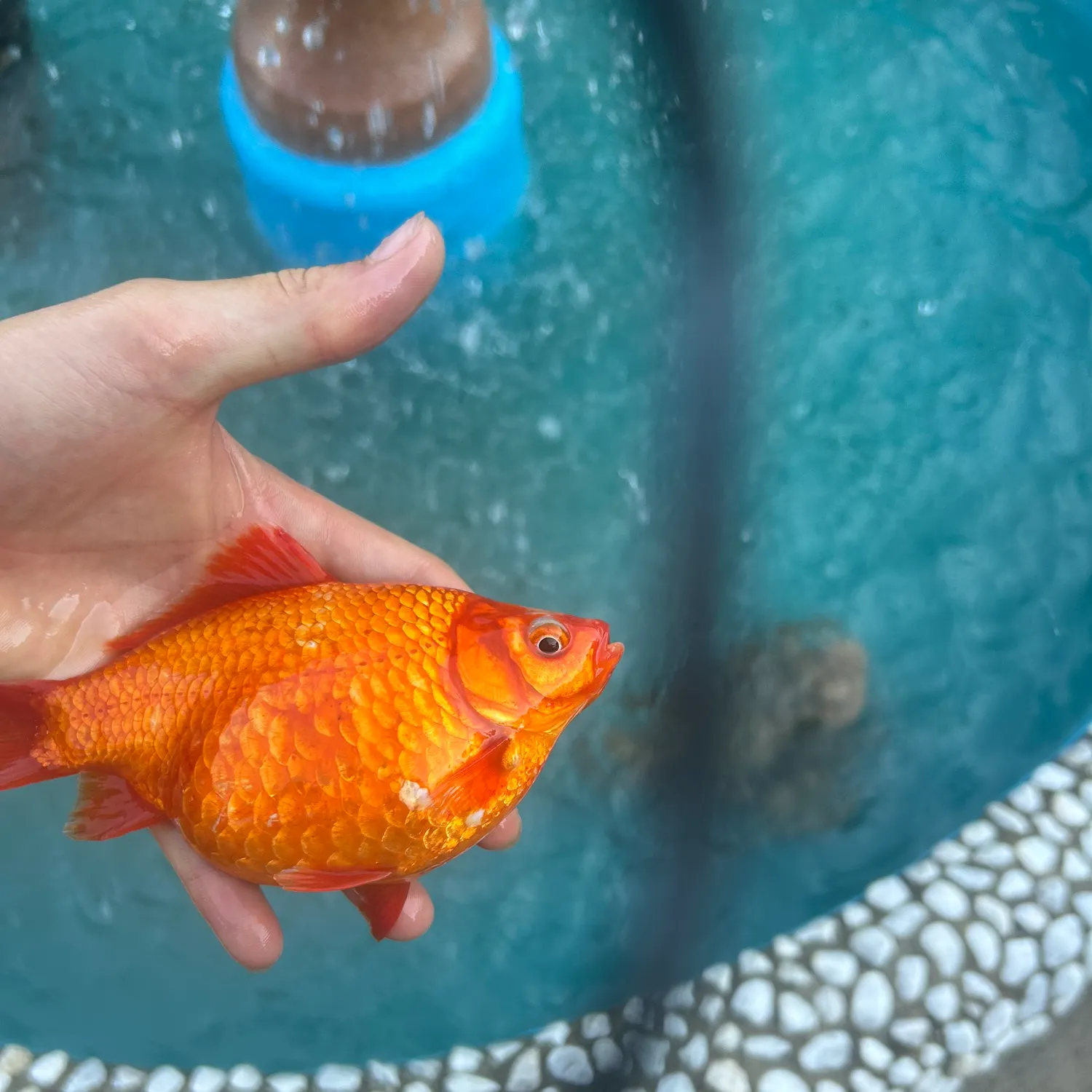 Goldfish caught on Fishbrain
