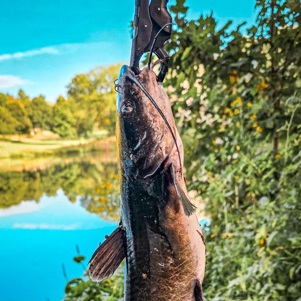Channel catfish caught on Fishbrain