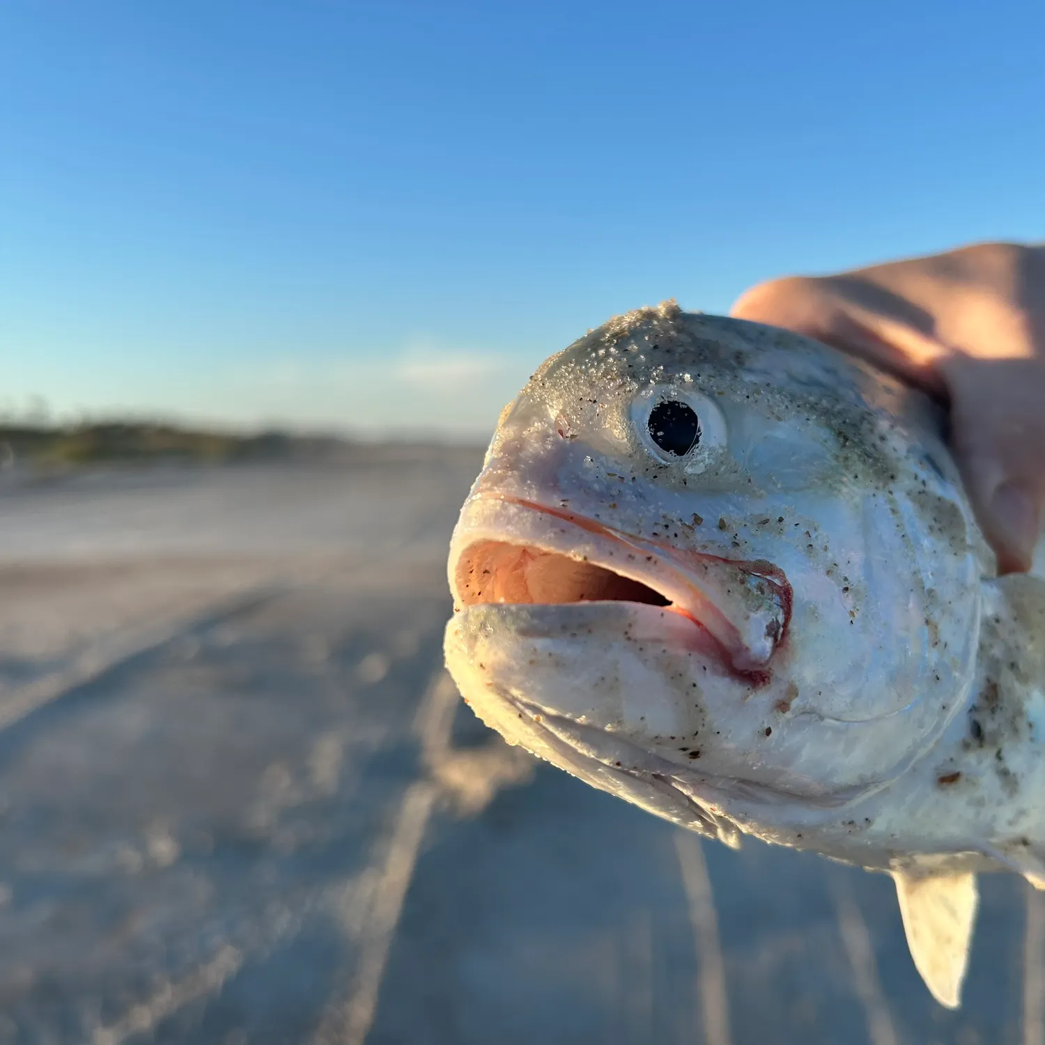 Florida pompano caught on Fishbrain