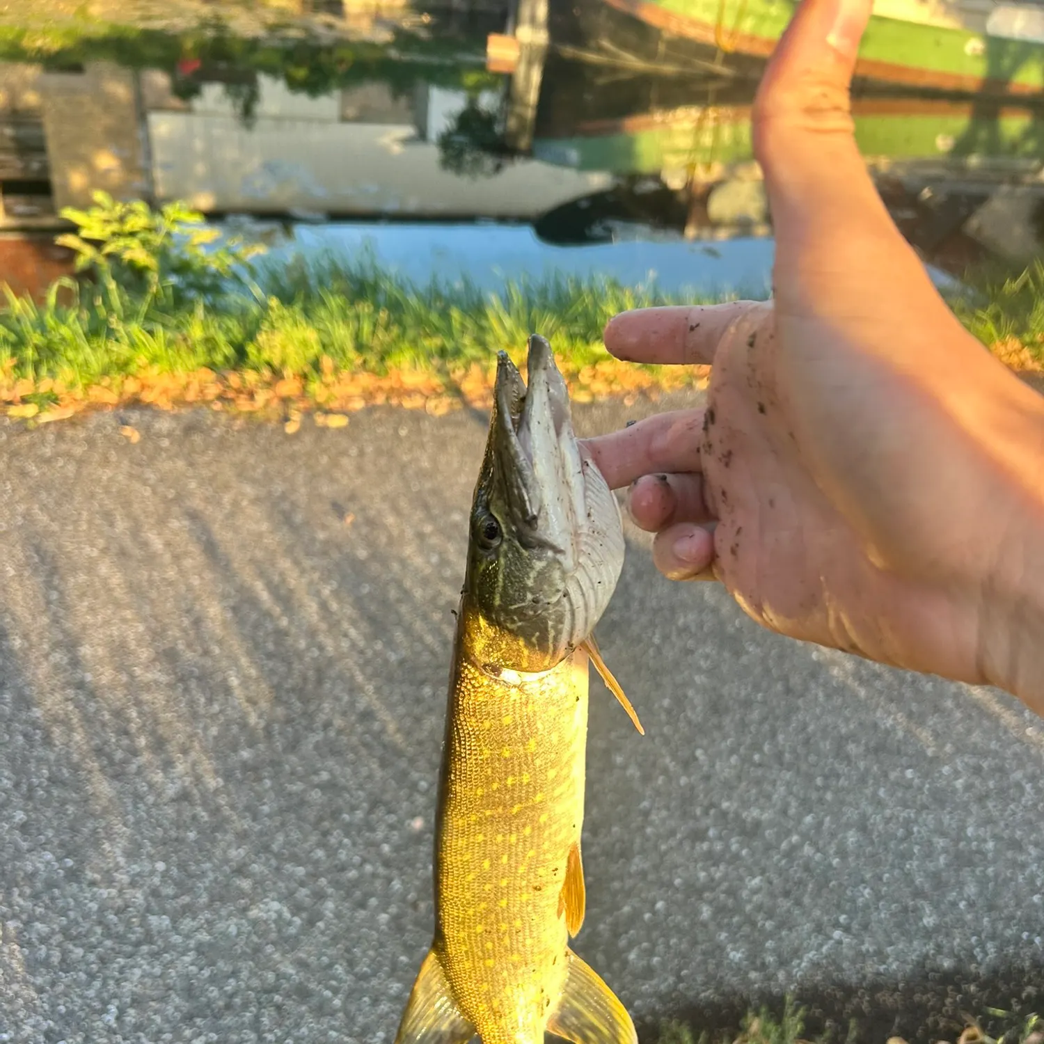 Northern pike caught on Fishbrain