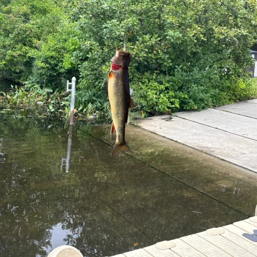 Brook trout caught on Fishbrain
