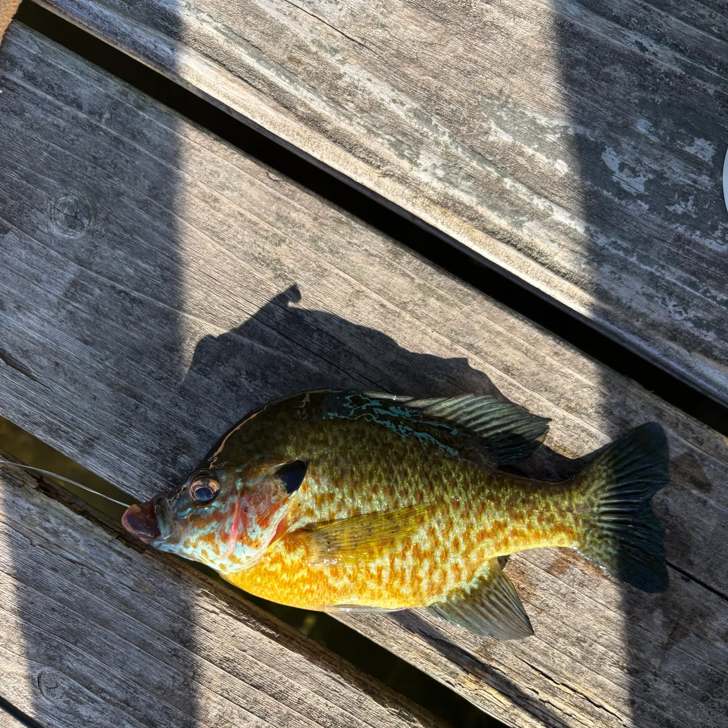Pumpkinseed caught on Fishbrain