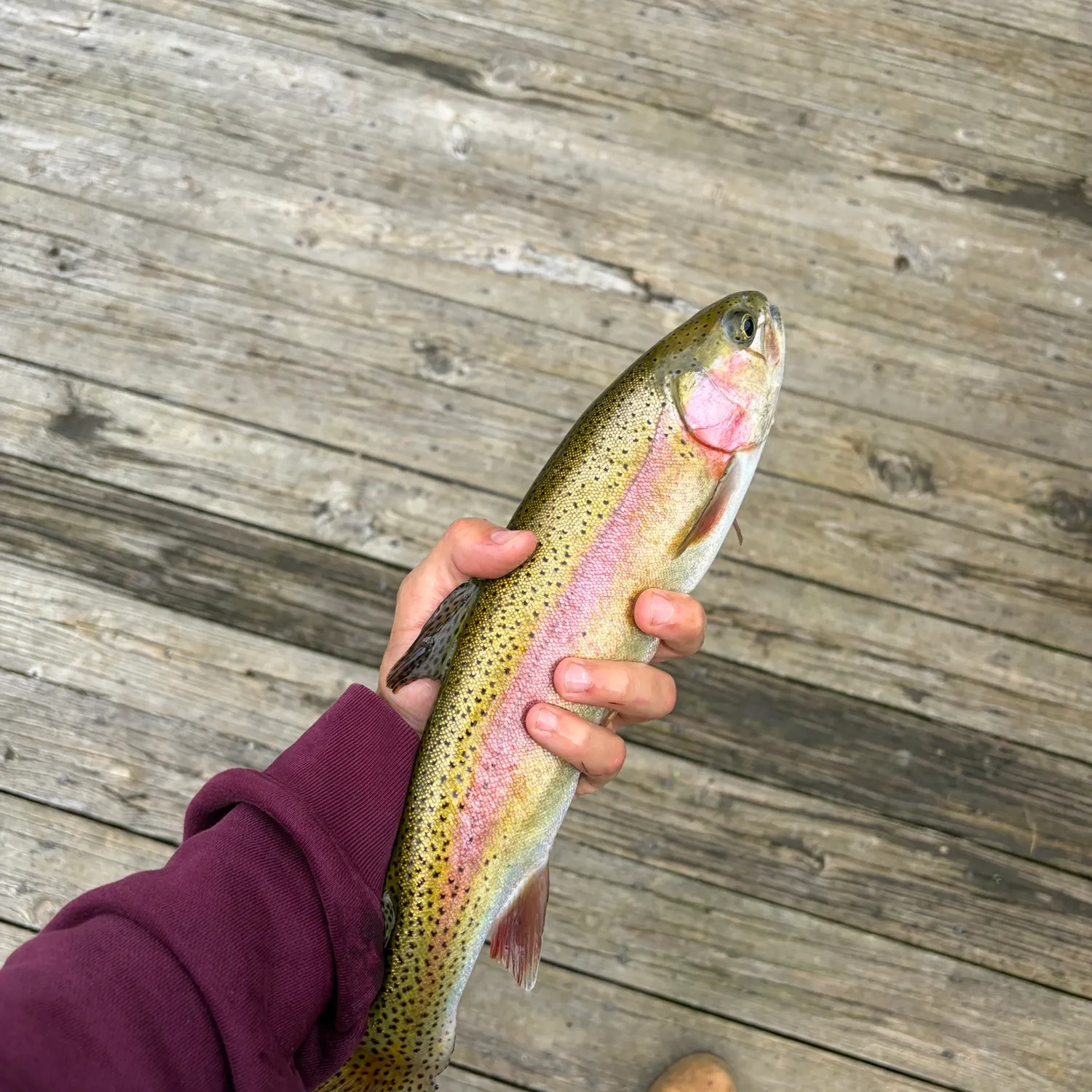 Rainbow trout caught on Fishbrain