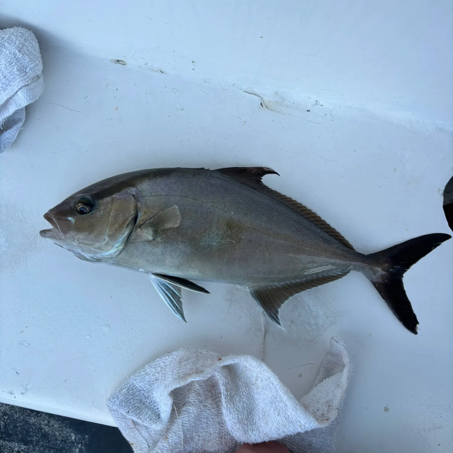 Greater amberjack caught on Fishbrain
