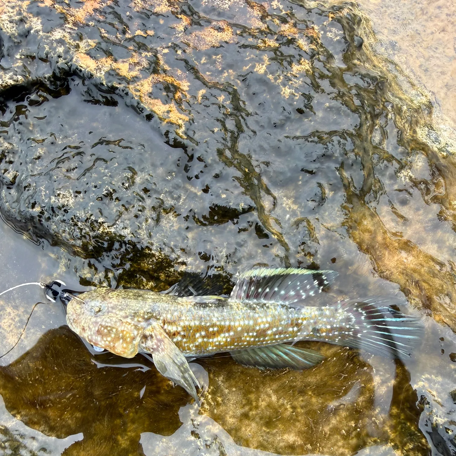 The most recent Whitespotted frillgoby catches on Fishbrain