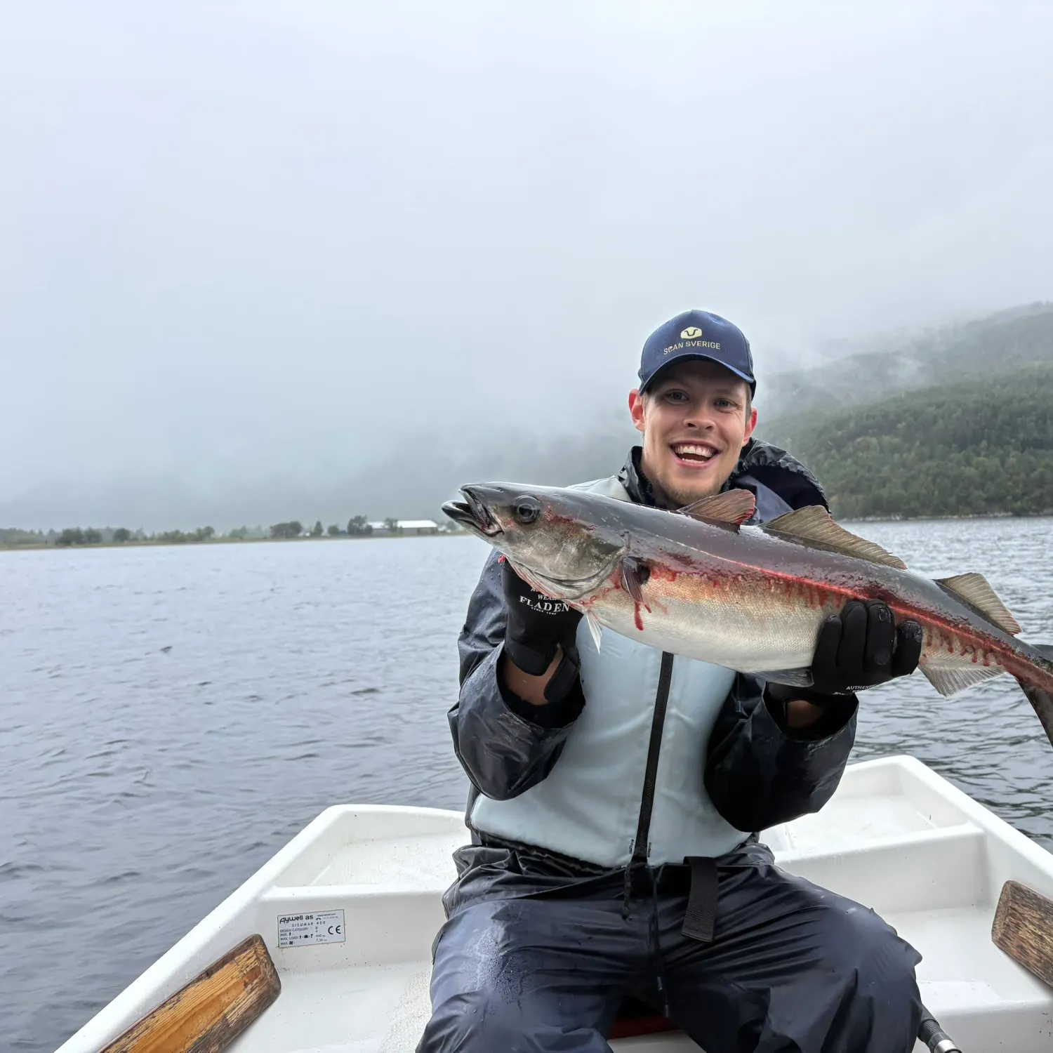 Atlantic pollock caught on Fishbrain