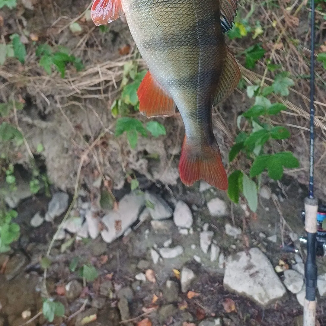 European perch caught on Fishbrain