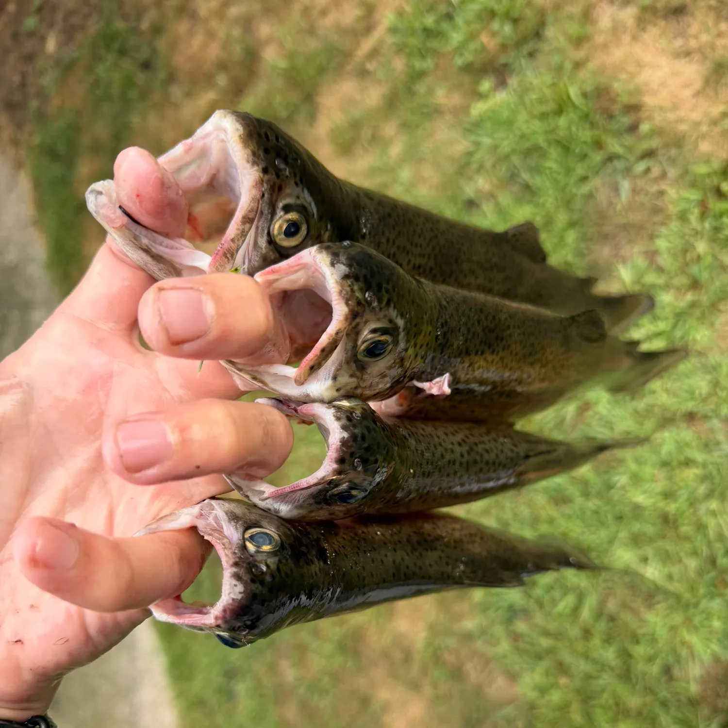 Rainbow trout caught on Fishbrain