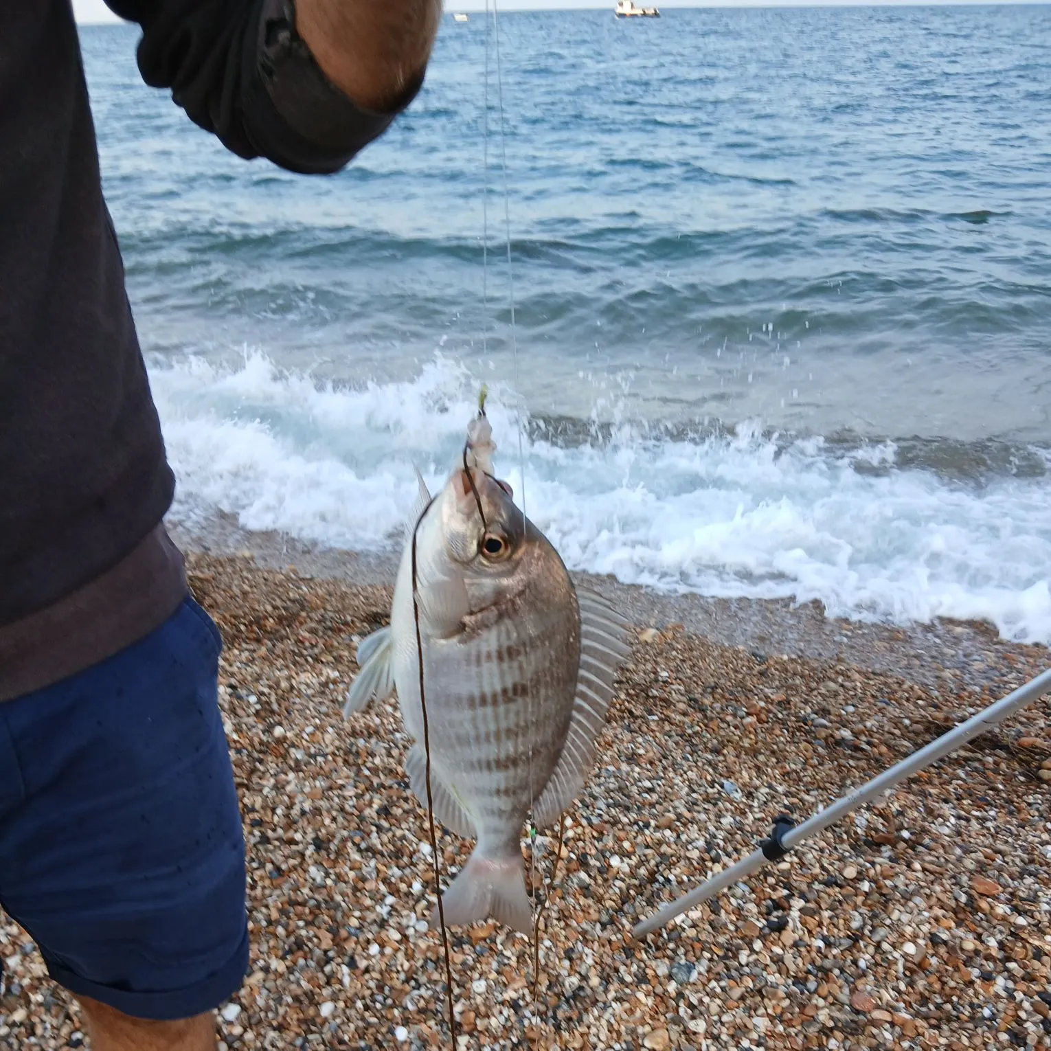 The most recent Black seabream catches on Fishbrain