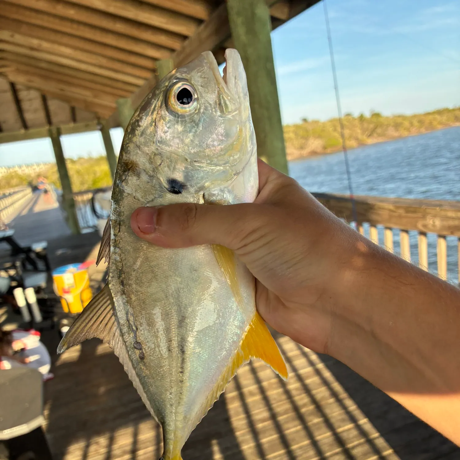 The most recent Crevalle jack catches on Fishbrain