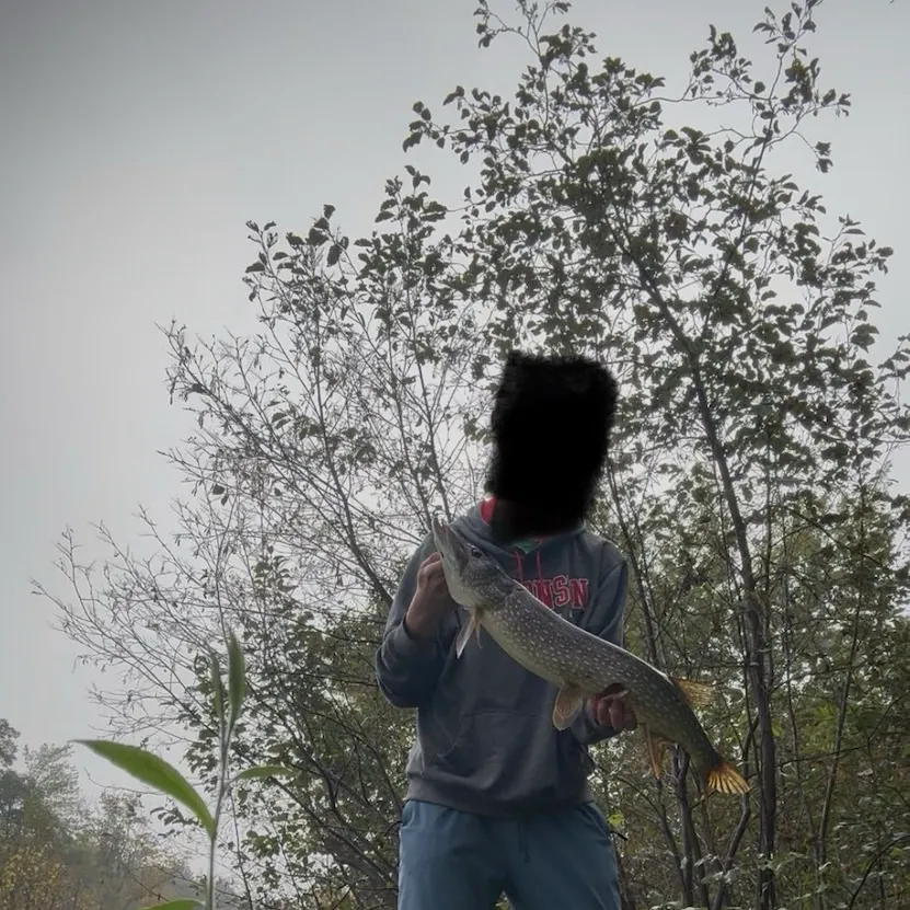 Northern pike caught on Fishbrain