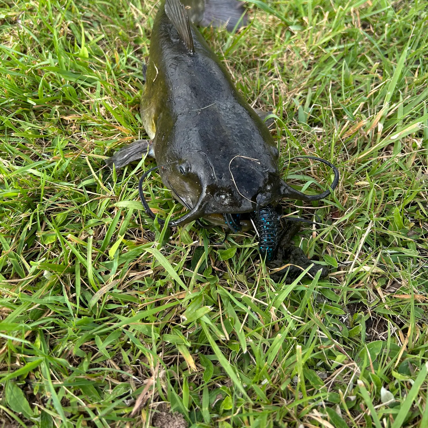 Channel catfish caught on Fishbrain