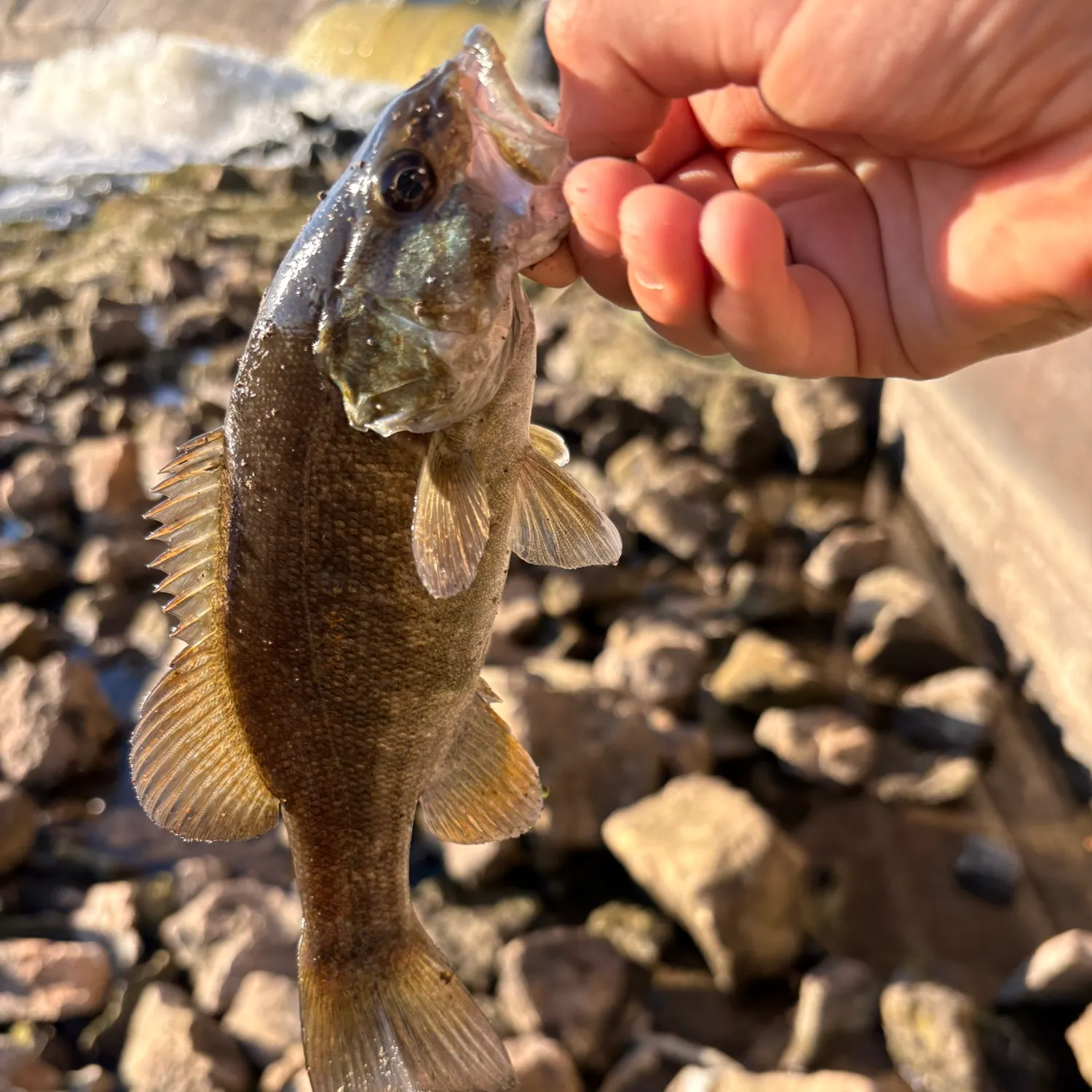 Smallmouth bass caught on Fishbrain