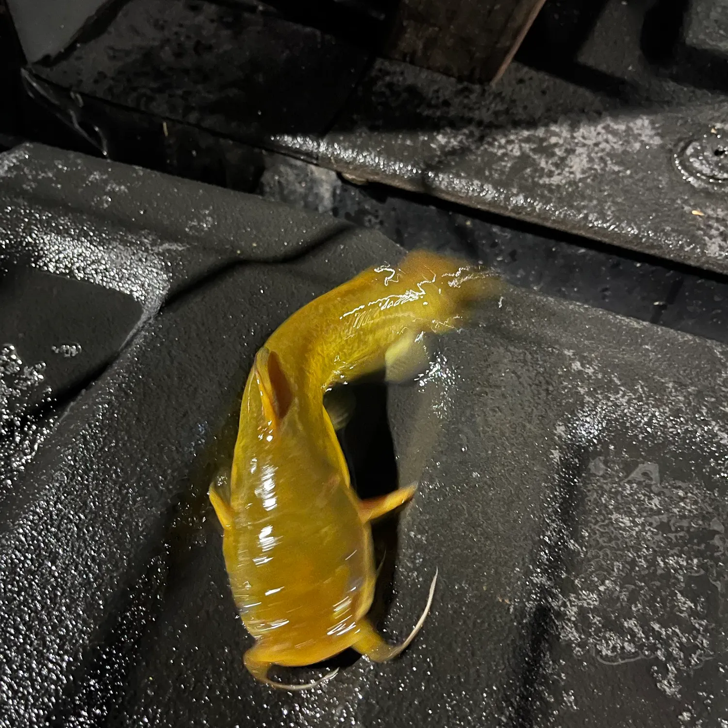 Yellow bullhead caught on Fishbrain