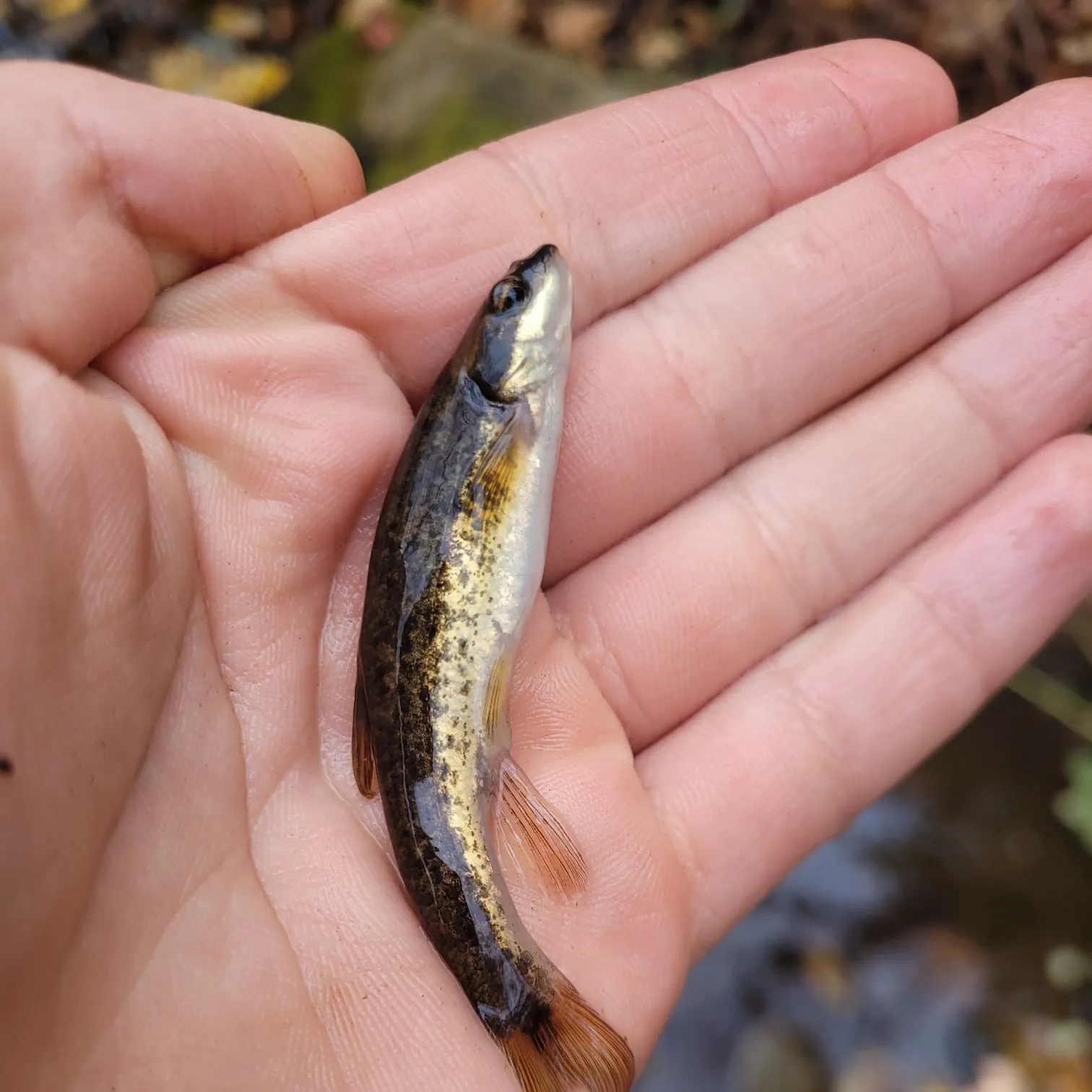 The most recent Eastern blacknose dace catches on Fishbrain