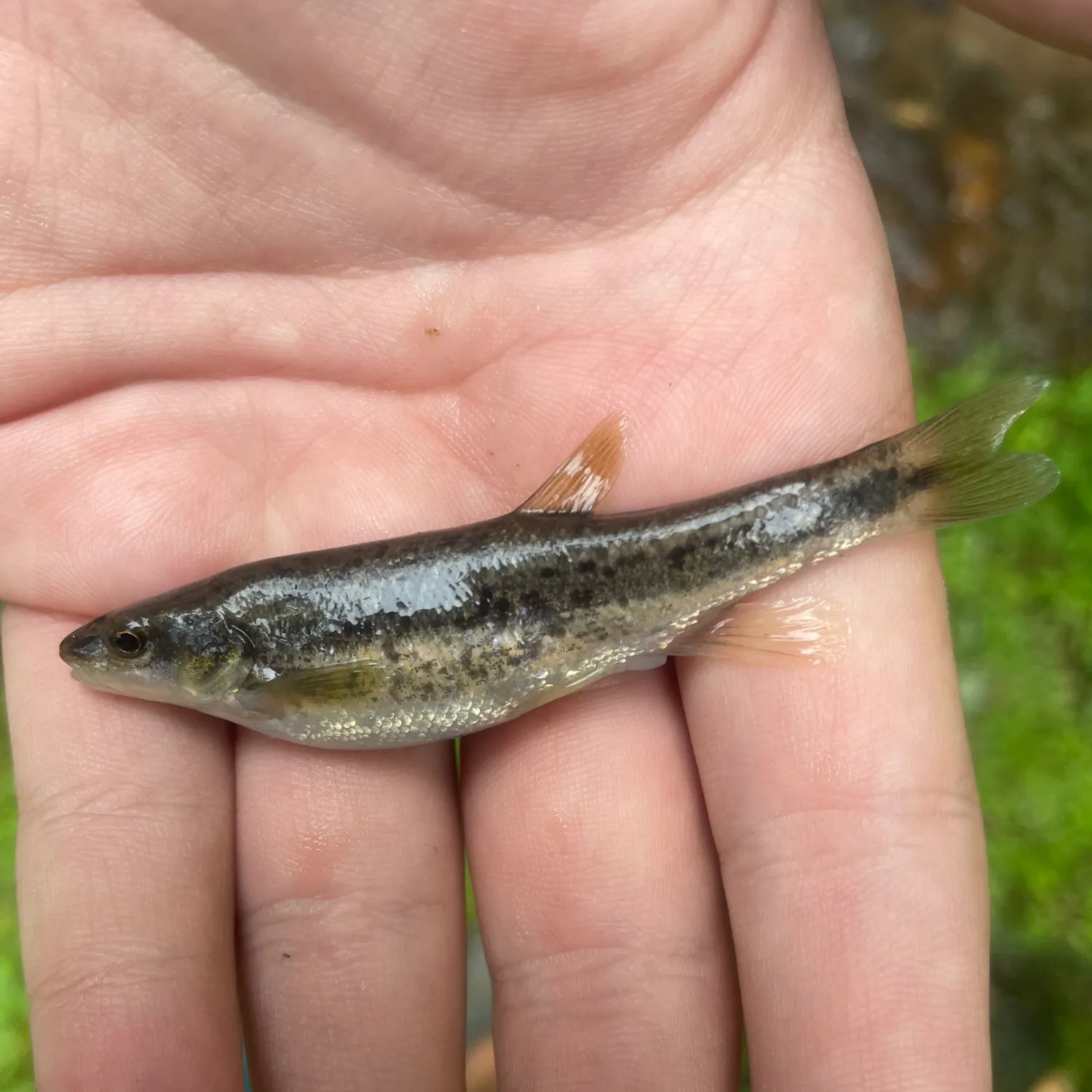 The most recent Speckled dace catches on Fishbrain