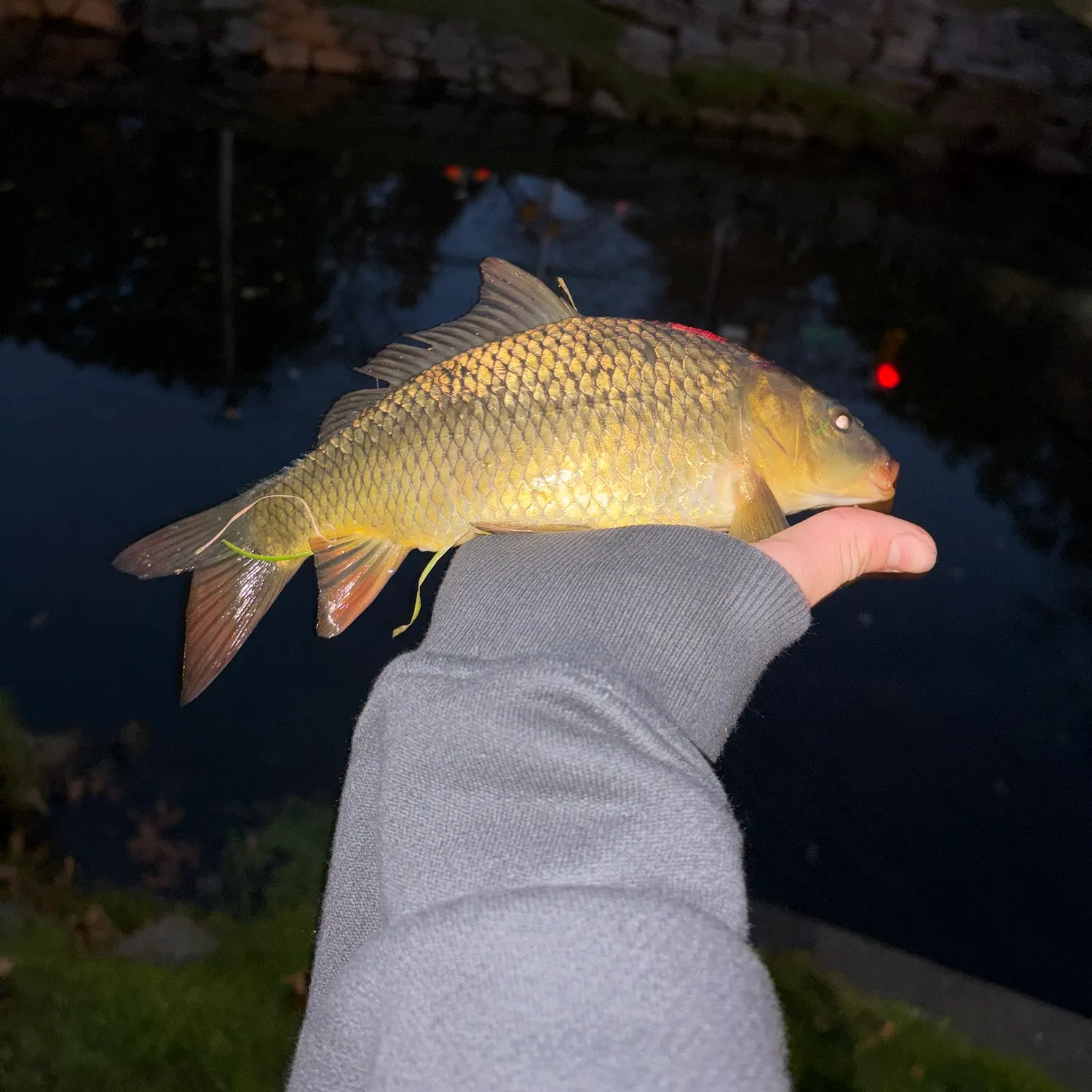 Common carp caught on Fishbrain
