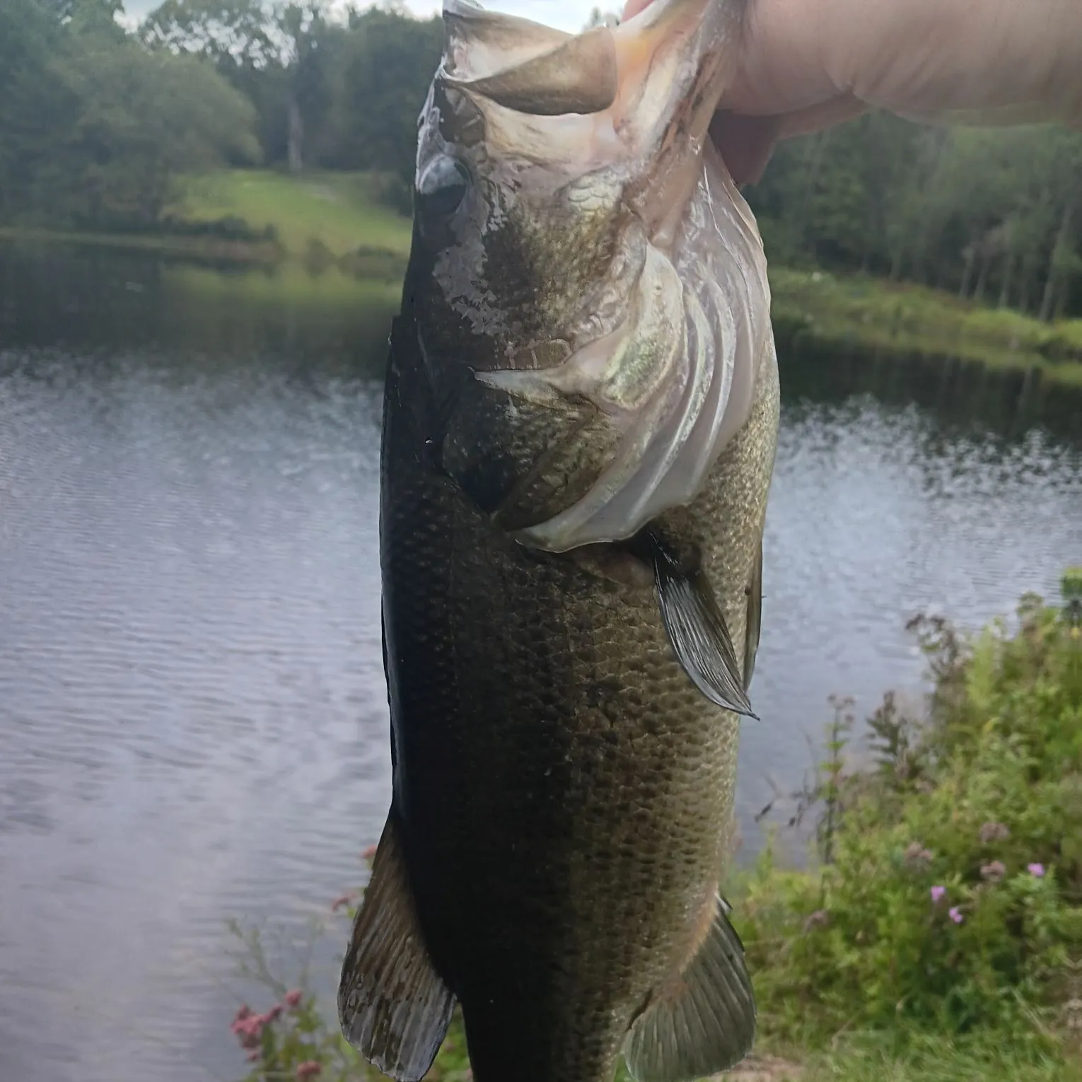 Largemouth bass caught on Fishbrain