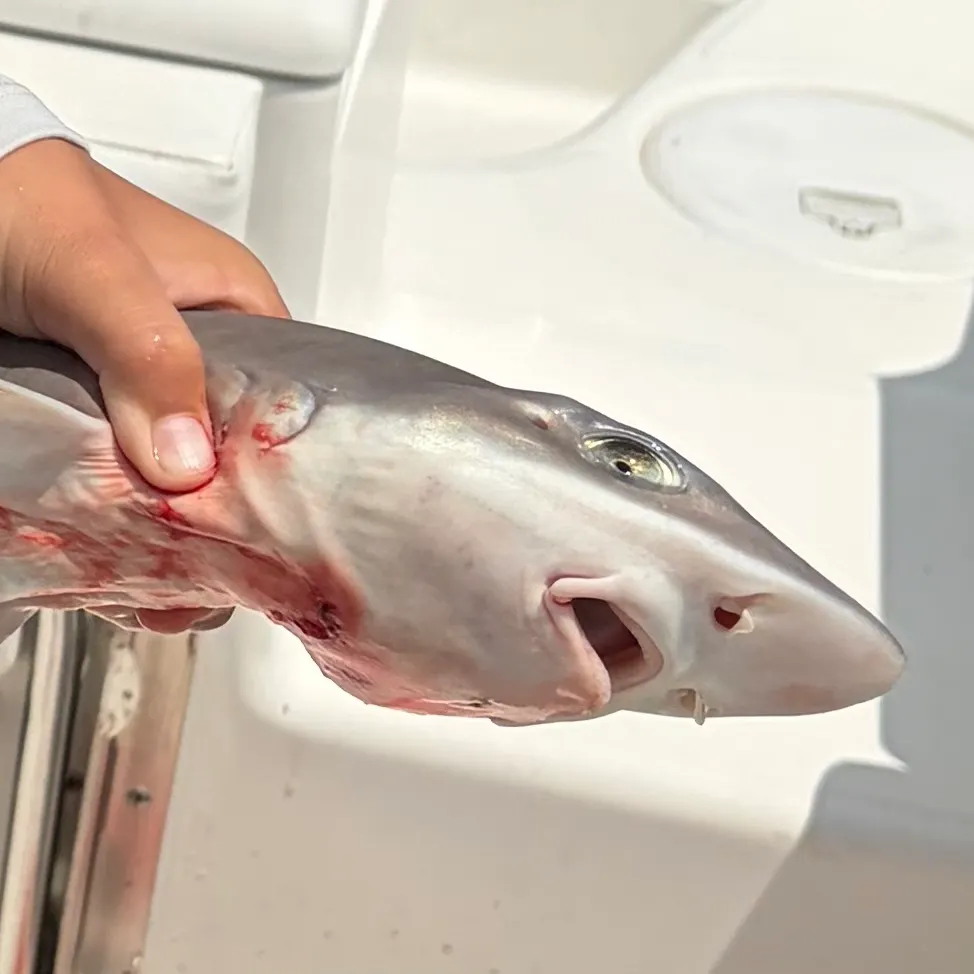 The most recent Dusky shark catches on Fishbrain